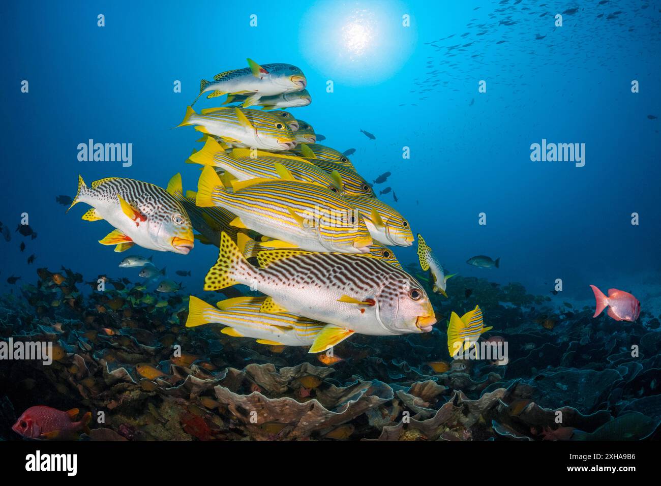 Dolcificanti a coste, Plectorhinchus polytaenia, detti anche dolcificanti a nastro giallo, e dolcificanti a banda gialla, Plectorhinchus lineatus, alias sw a banda obliqua Foto Stock