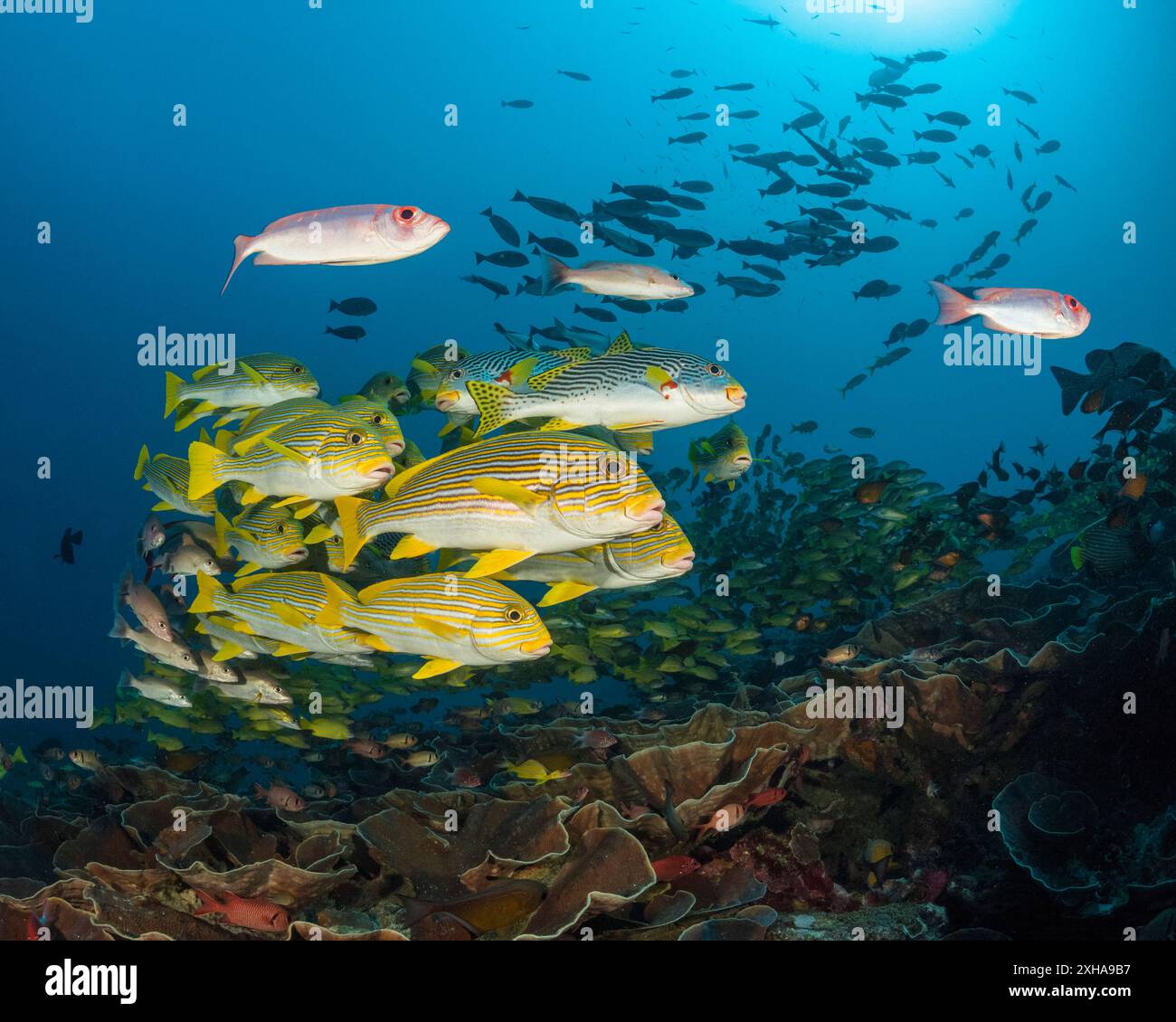 Dolcificanti a coste, Plectorhinchus polytaenia, detti anche dolcificanti a nastro giallo, e dolcificanti a banda gialla, Plectorhinchus lineatus, alias sw a banda obliqua Foto Stock