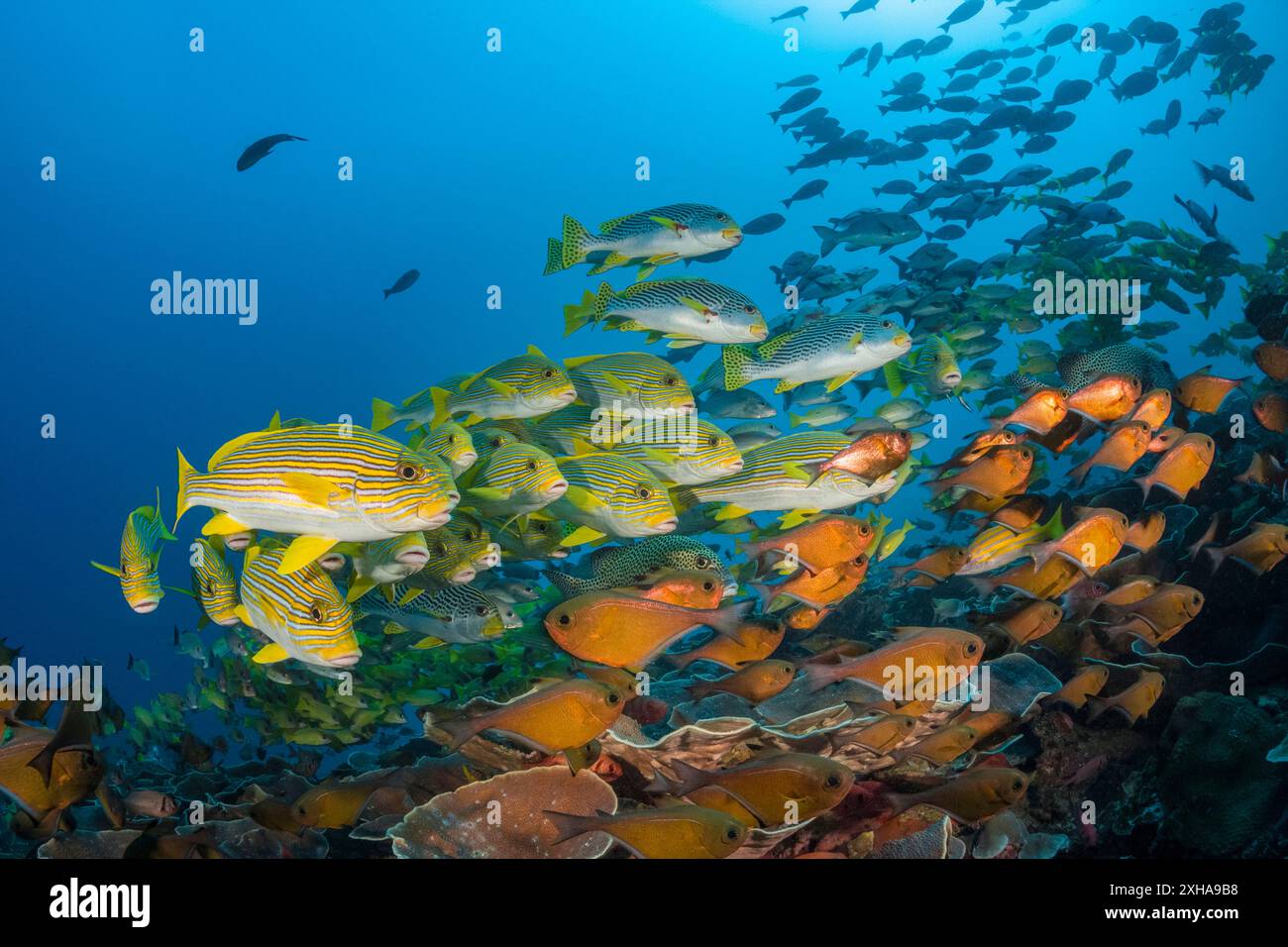 Dolcificanti a coste, Plectorhinchus polytaenia, detti anche dolcificanti a nastro giallo, e dolcificanti a banda gialla, Plectorhinchus lineatus, alias sw a banda obliqua Foto Stock