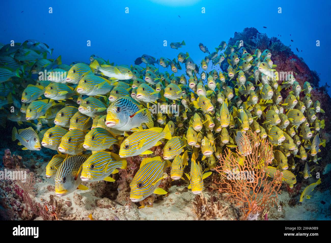 Dolcificanti a coste, Plectorhinchus polytaenia, detti anche dolcificanti a nastro giallo, e dolcificanti a banda gialla, Plectorhinchus lineatus, alias sw a banda obliqua Foto Stock