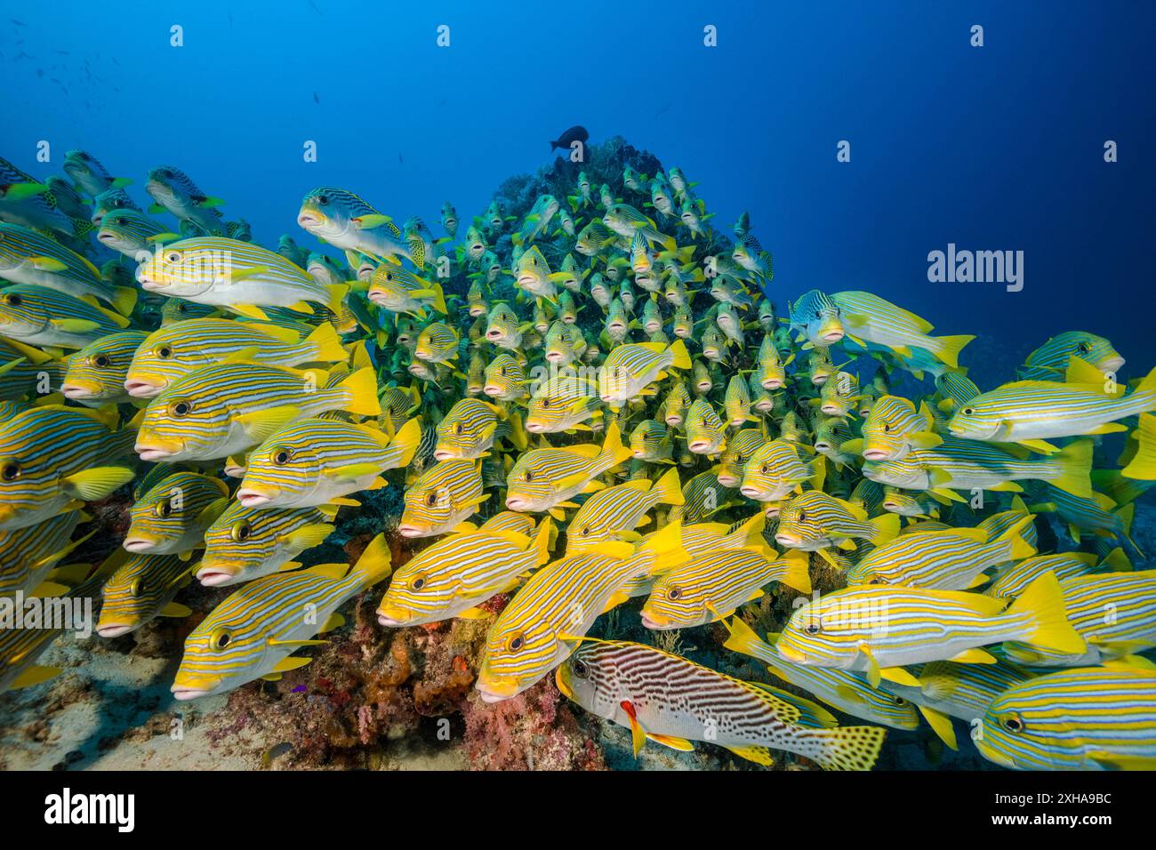 Dolcificanti a coste, Plectorhinchus polytaenia, detti anche dolcificanti a nastro giallo, e dolcificanti a banda gialla, Plectorhinchus lineatus, alias sw a banda obliqua Foto Stock