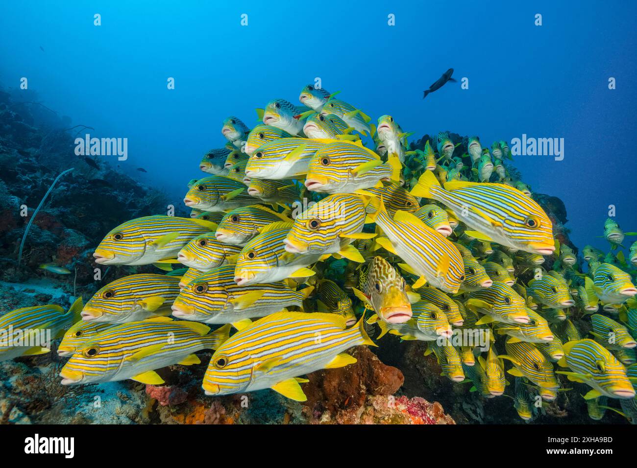 Dolcificanti a coste, Plectorhinchus polytaenia, detti anche dolcificanti a nastro giallo, e dolcificanti a banda gialla, Plectorhinchus lineatus, alias sw a banda obliqua Foto Stock