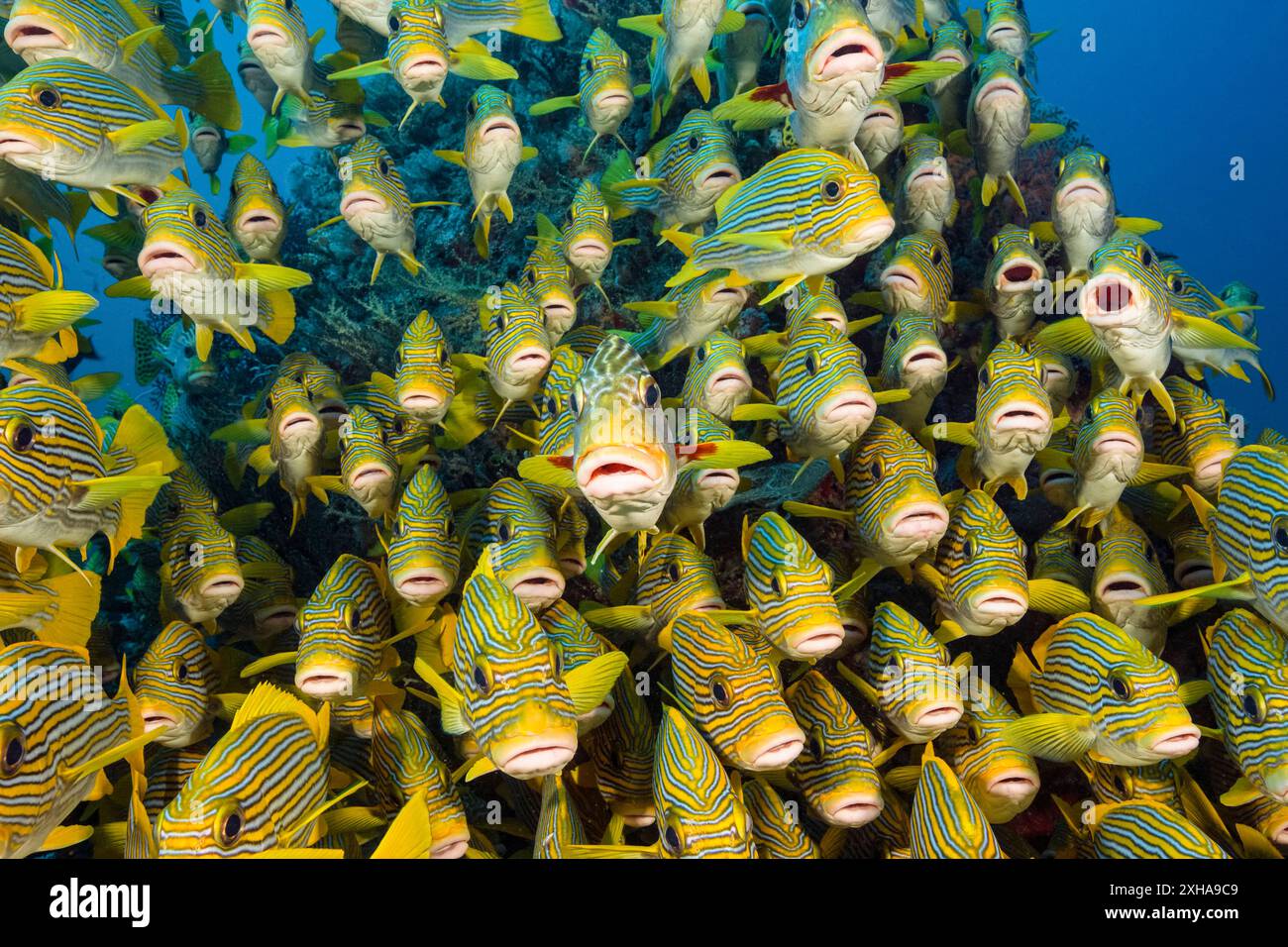 Dolcificanti a coste, Plectorhinchus polytaenia, detti anche dolcificanti a nastro giallo, e dolcificanti a banda gialla, Plectorhinchus lineatus, alias sw a banda obliqua Foto Stock