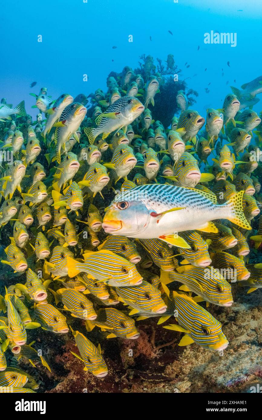 Dolcificanti a coste, Plectorhinchus polytaenia, detti anche dolcificanti a nastro giallo, e dolcificanti a banda gialla, Plectorhinchus lineatus, alias sw a banda obliqua Foto Stock