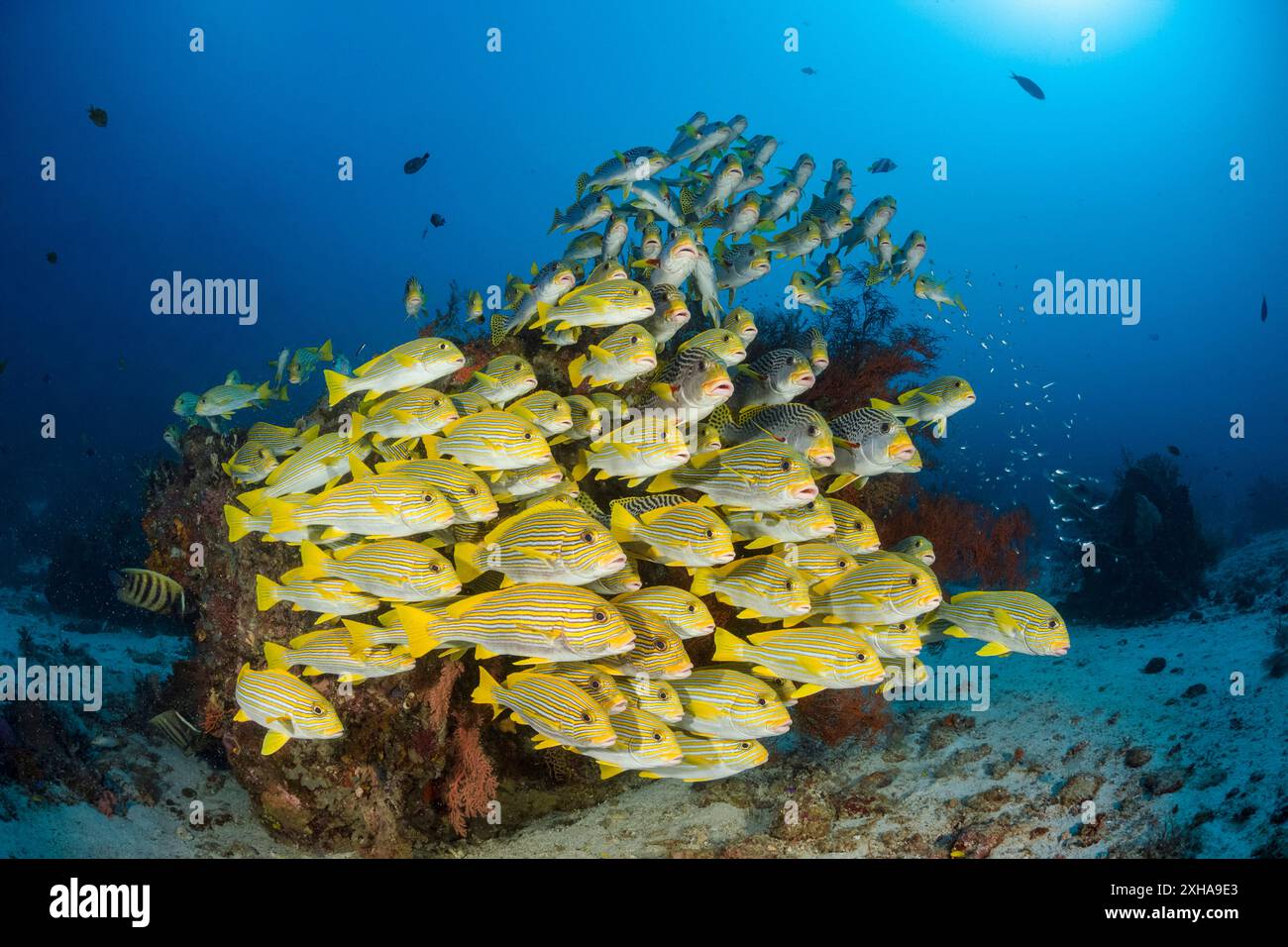 Dolcificanti a coste, Plectorhinchus polytaenia, detti anche dolcificanti a nastro giallo, e dolcificanti a banda gialla, Plectorhinchus lineatus, alias sw a banda obliqua Foto Stock