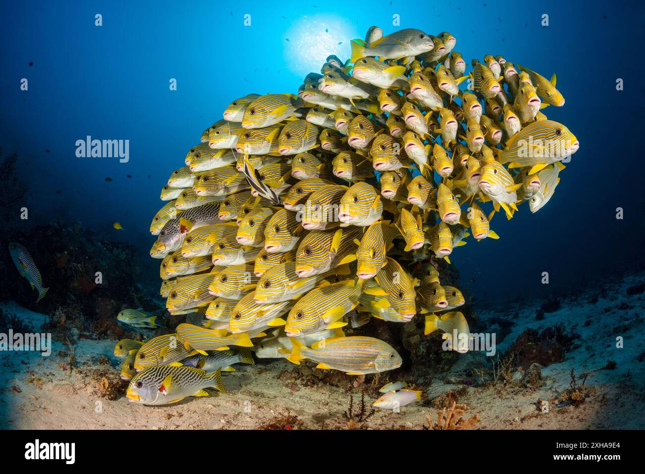 Dolcificanti a coste, Plectorhinchus polytaenia, detti anche dolcificanti a nastro giallo, e dolcificanti a banda gialla, Plectorhinchus lineatus, alias sw a banda obliqua Foto Stock