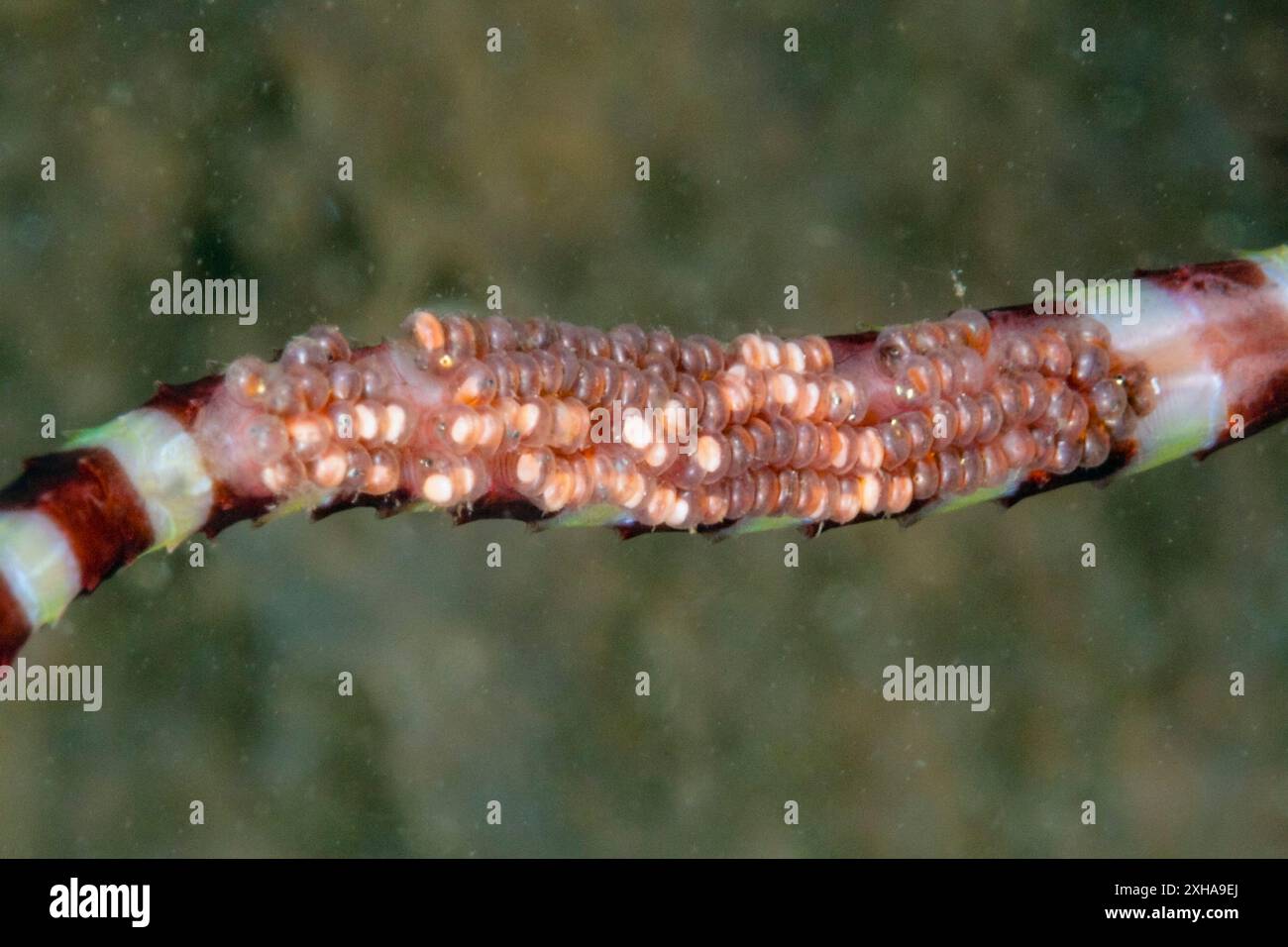 Maschio Pipefish nastrati porta uova inferiore Doryrhamphus dactyliophorus, tufi, Salomone Mare, Papua Nuova Guinea Foto Stock