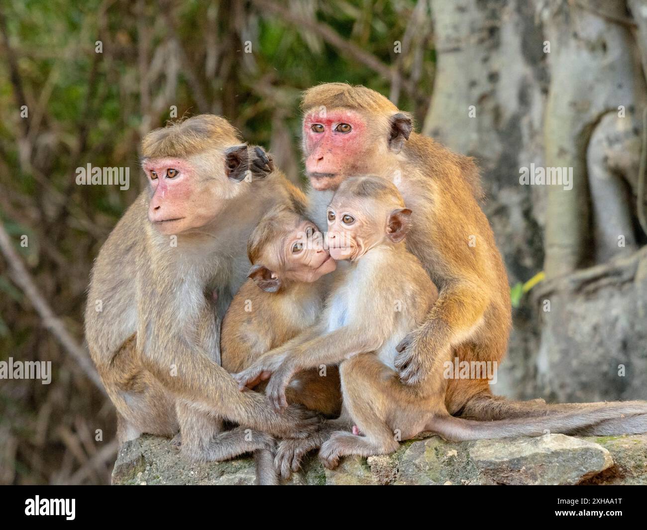 Toque macaque, Macaca sinica, si autopuliscono a vicenda, Polonnaruwa, Sri Lanka Foto Stock
