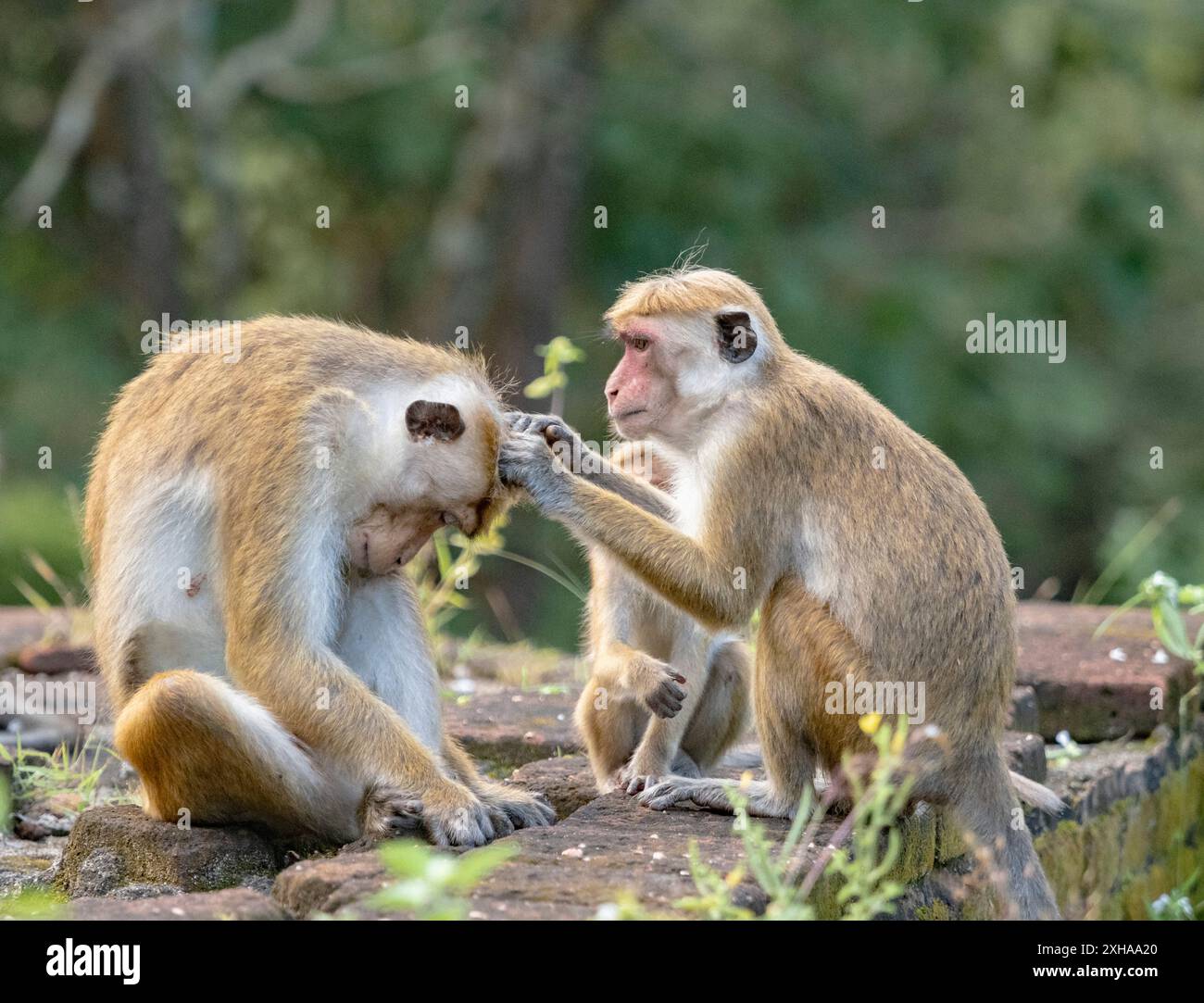 Toque macaque, Macaca sinica, si autopuliscono a vicenda, Polonnaruwa, Sri Lanka Foto Stock