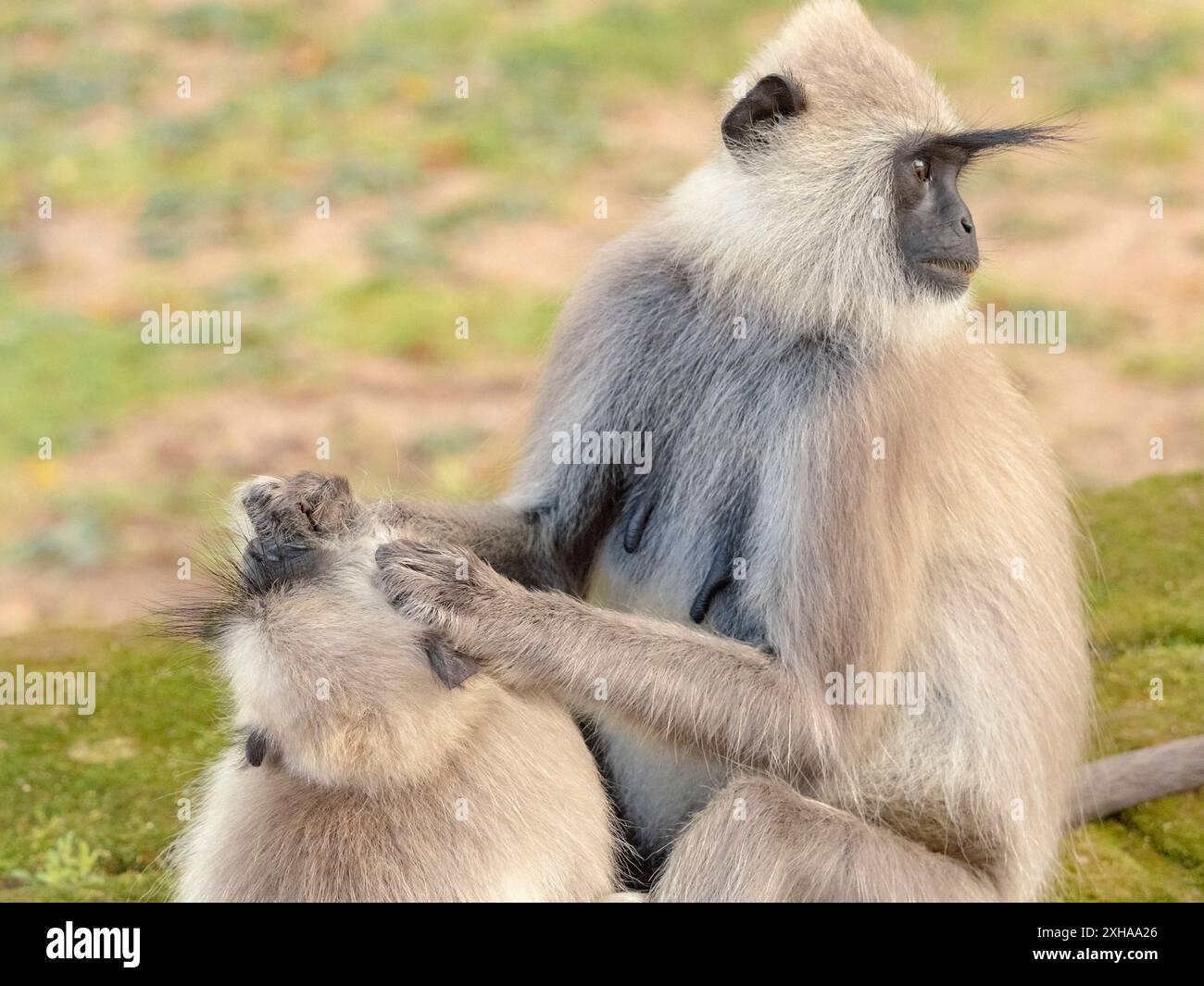 Langur grigio tufted, langur grigio Madras, langur sacro Coromandel, Semnopithecus priam, che si puliscono a vicenda, Polonnaruwa, Sri Lanka Foto Stock