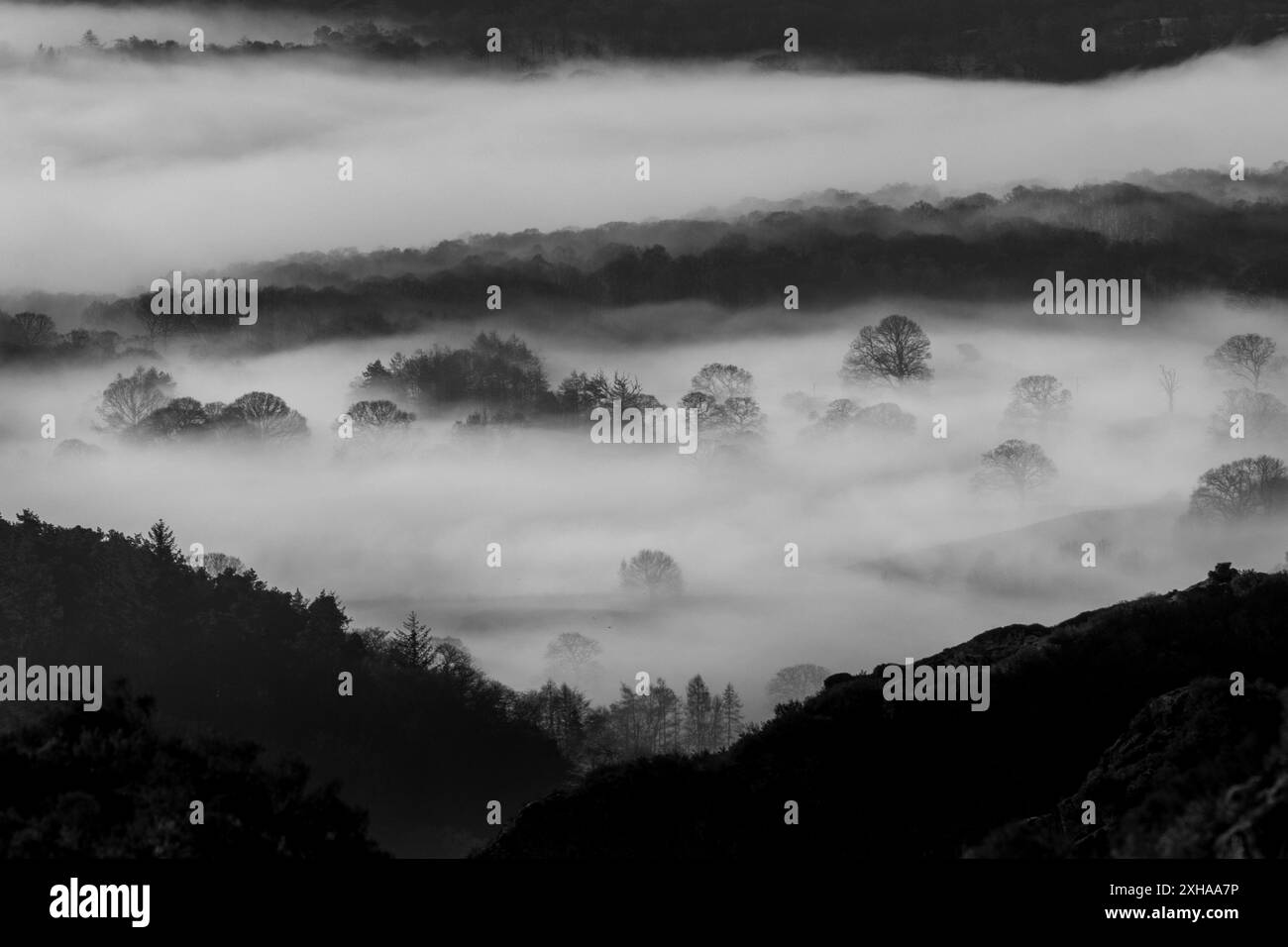Alberi che sporgono dalla nebbia di una splendida inversione di nuvole presa da Holme Fell, guardando verso Coniston nel Lake District Foto Stock