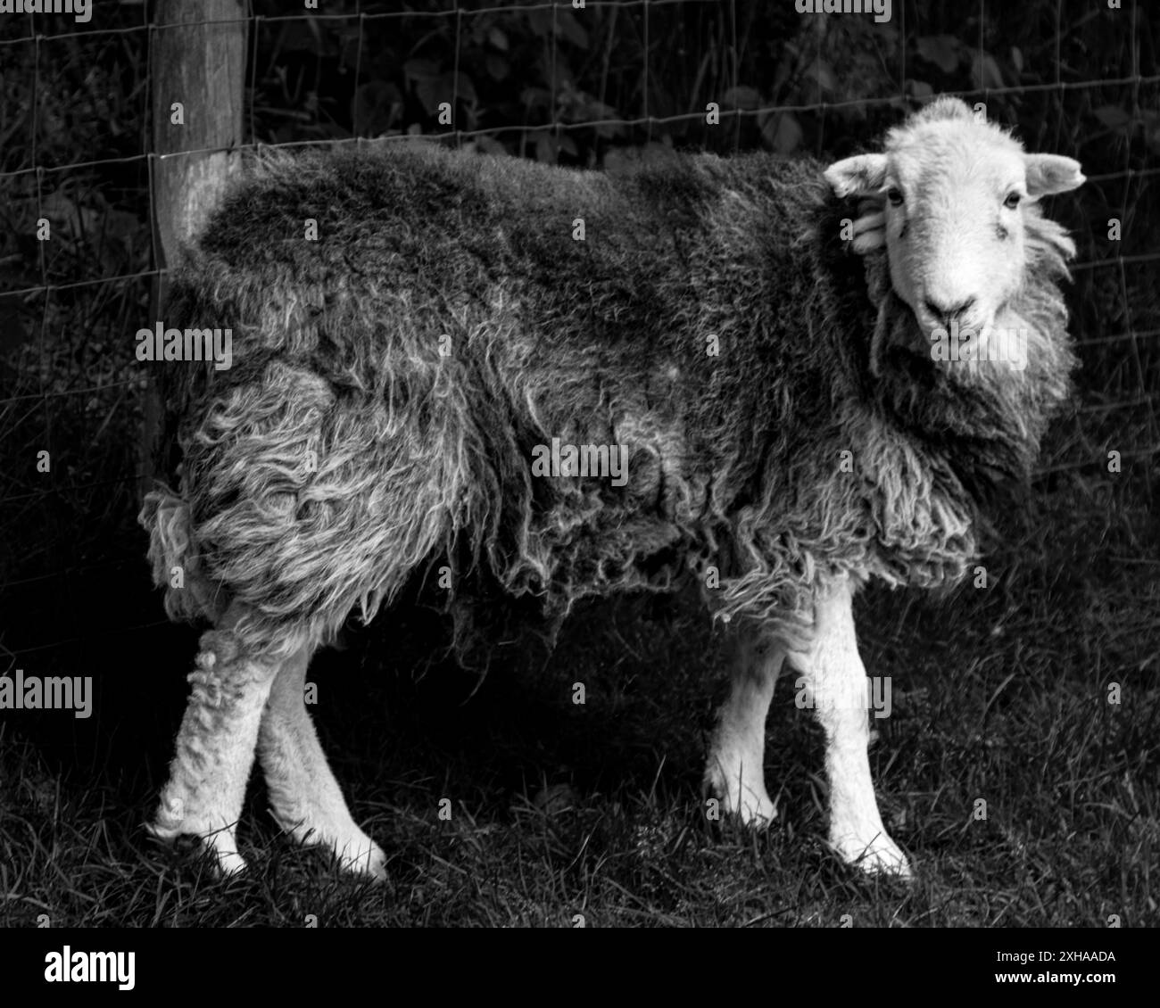 Una foto in bianco e nero di un Herdwick Ewe scattata nel Lake District, Cumbria/ Foto Stock