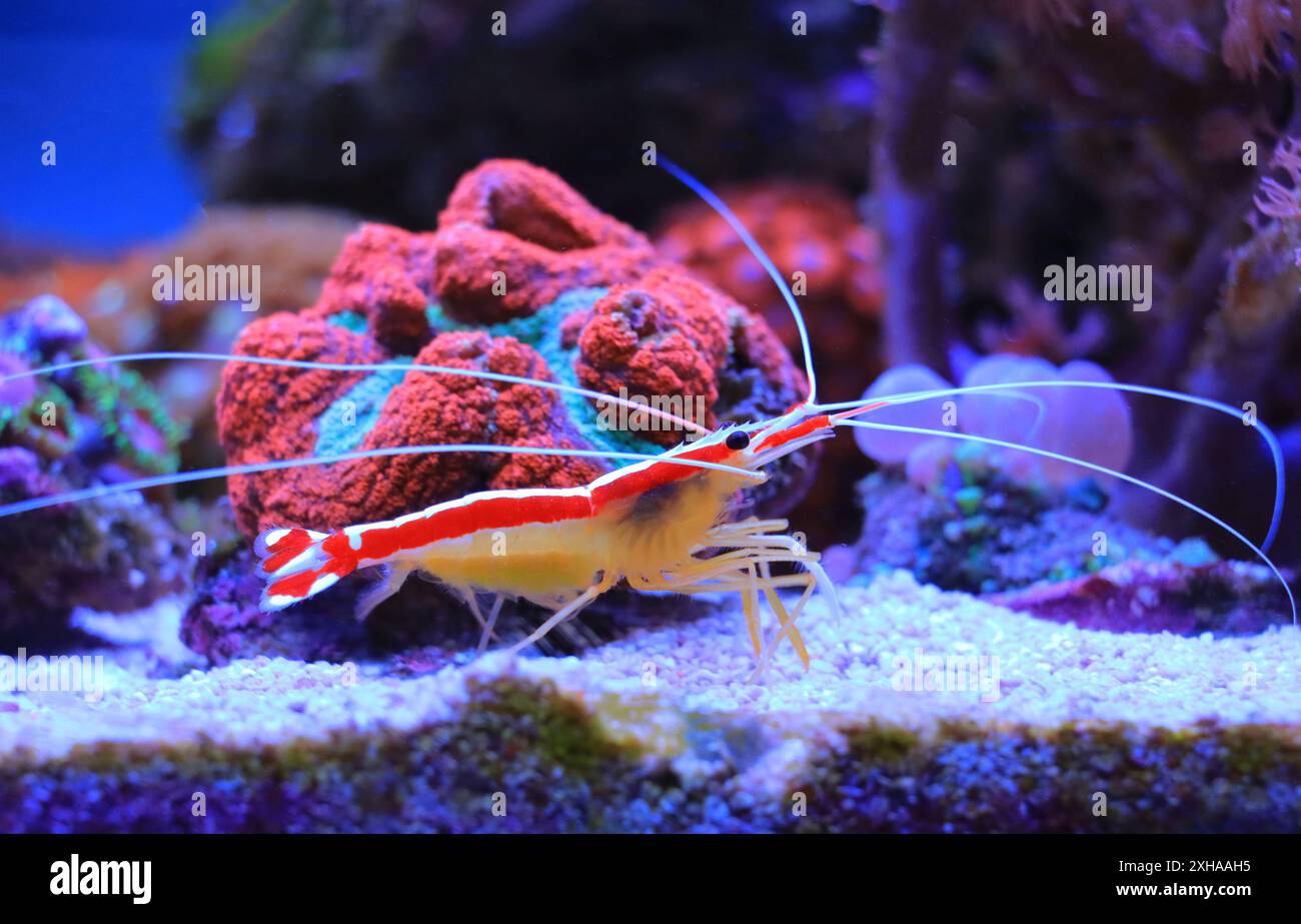 Lysmata amboinensis - uno dei gamberetti marini più popolari negli acquari domestici Foto Stock