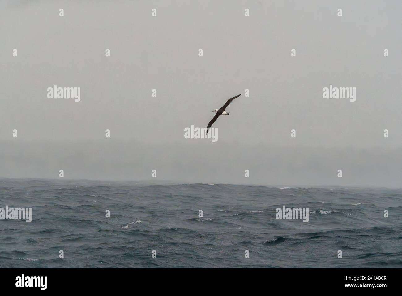 Uccello Albatross in volo grande apertura alare sopra il giorno di pioggia dell'oceano pacifico Foto Stock