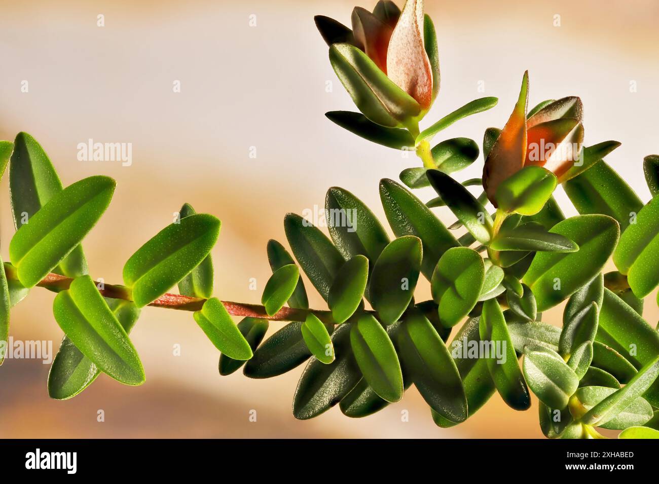 Primo piano di fiori di Darwinia (Darwinia citriodora) profumati di limone su stelo Foto Stock