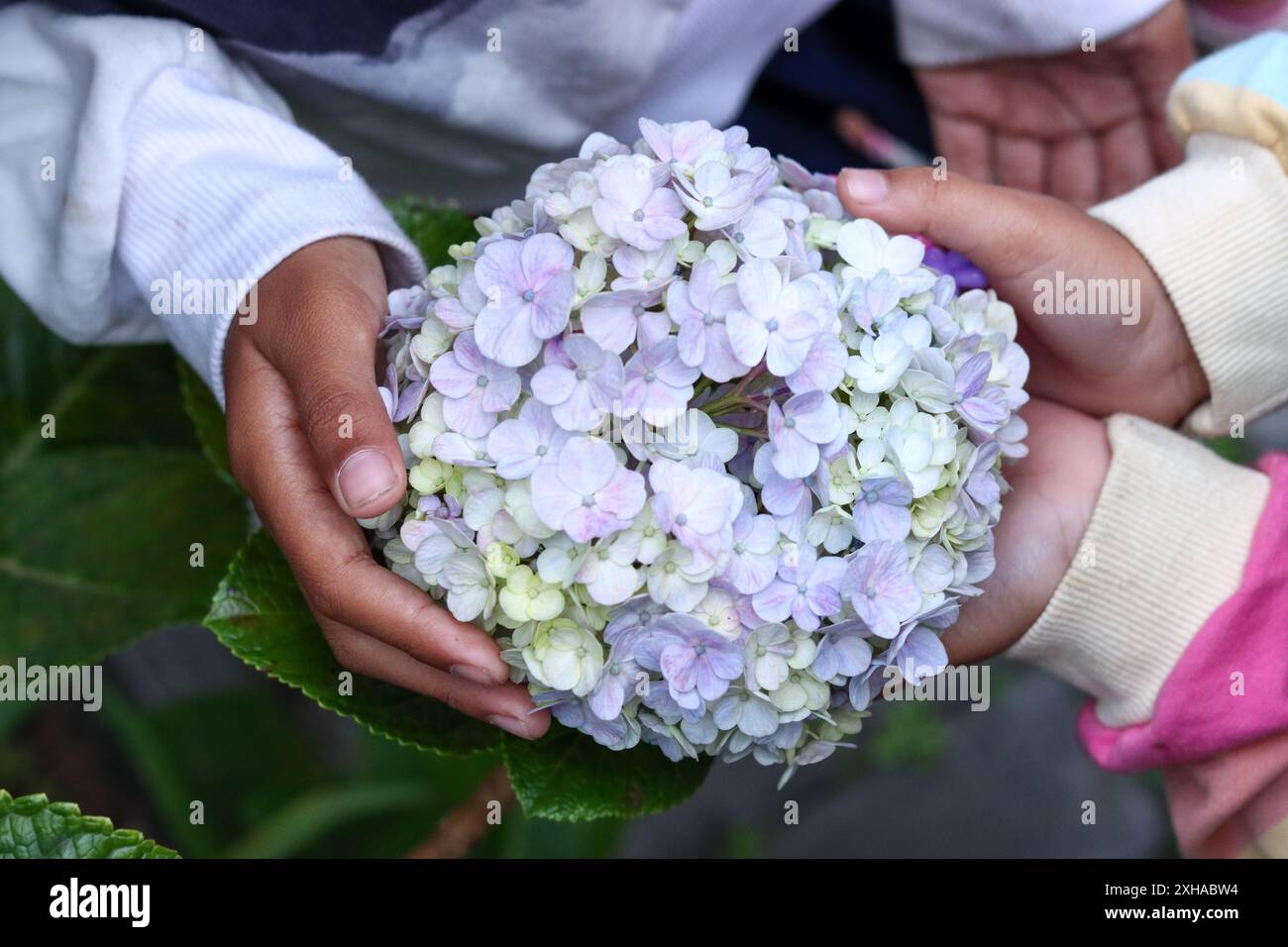 Mani che tengono fiori di ortensia, bellissimi fiori blu, bianchi e viola. Foto Stock