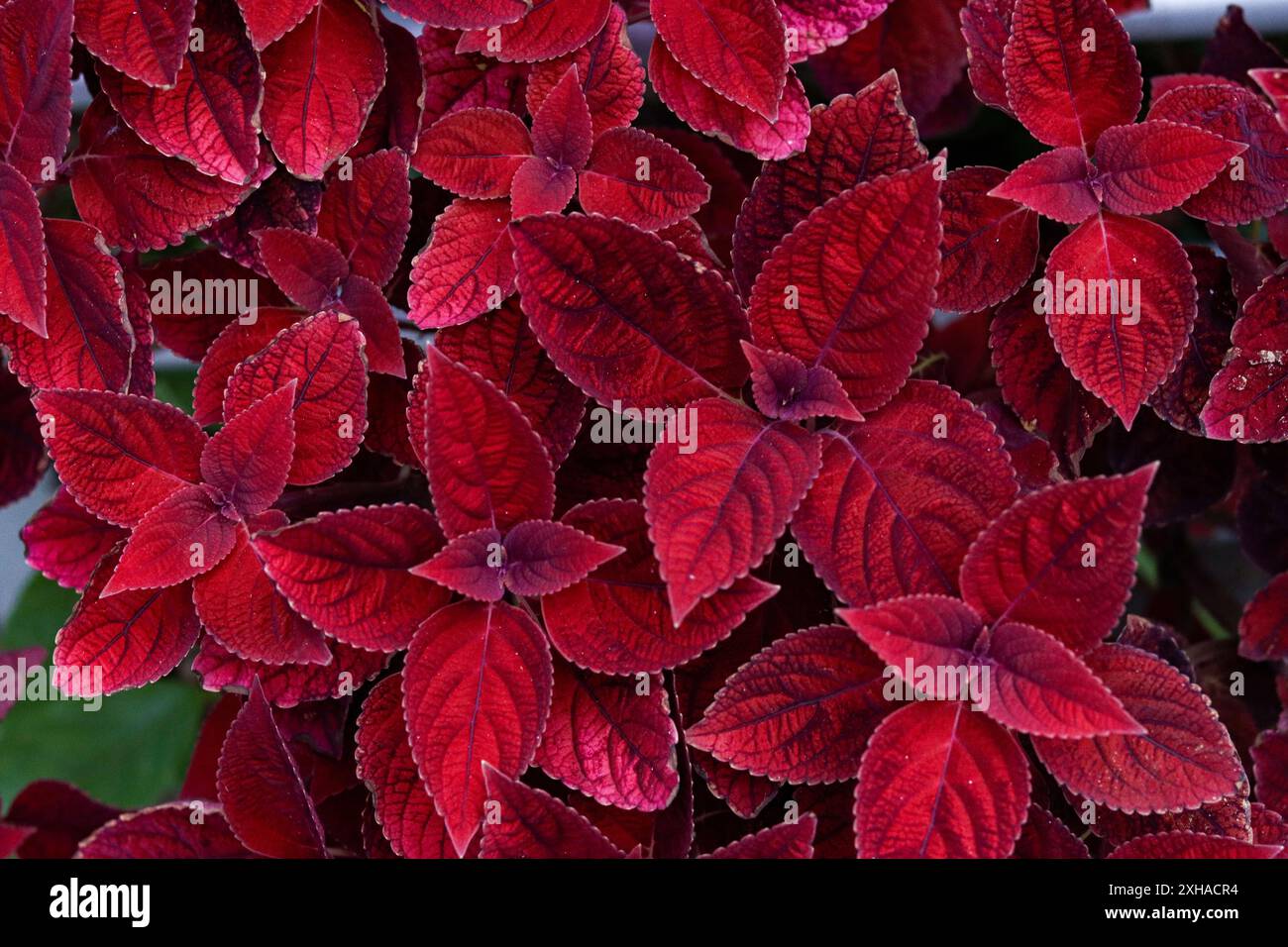 Il Wizard Velvet Red Coleus è una tenera perenne tropicale sempreverde, in genere coltivata annualmente, che offre la fine della primavera attraverso l'interesse autunnale. Cresciuta per i suoi vivaci e colorati. Wizard Velvet Red Foto Stock