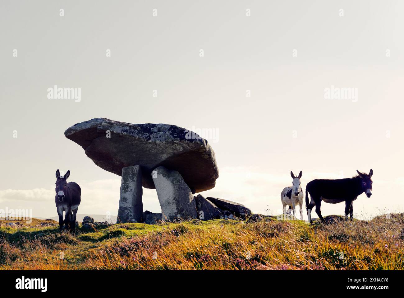 Kilclooney megalitici preistorici tomba portale sito sepolcrale aka Kilclooney dolmen. Ardara, Donegal, Irlanda. Asini accanto al massiccio ingresso capstone Foto Stock