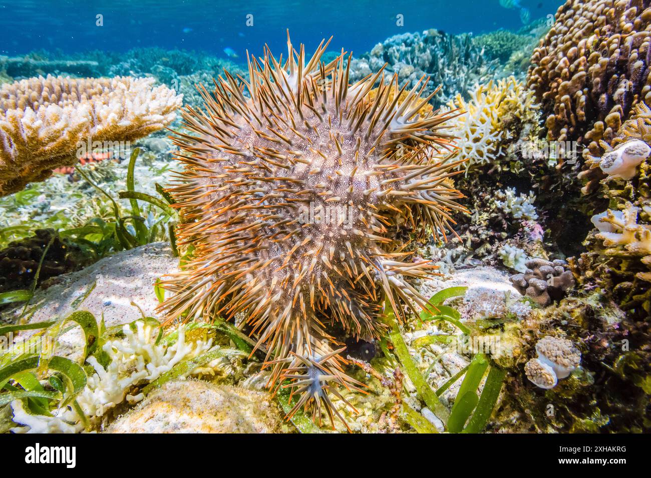 Stelle marine della corona di spine, Acanthaster planci, isola di Sebayur, parco nazionale di Komodo, Indonesia, oceano Indo-Pacifico Foto Stock