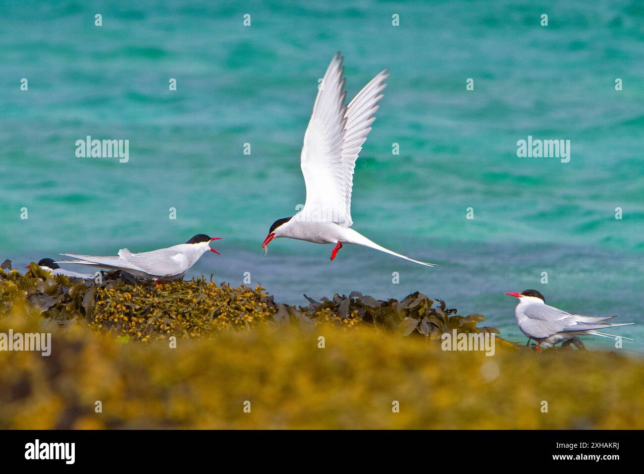 Terna artica, Sterna paradisaea, comportamento di corteggiamento, "volo di pesce" - maschio che offre pesce alle femmine, Spitsbergen, Arcipelago delle Svalbard, Norvegia Foto Stock