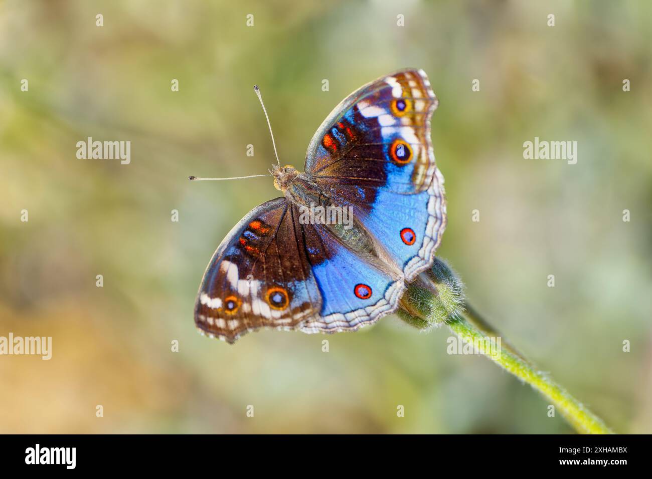Farfalla Blue Argus (Junonia orithya) arroccata su un fusto di fiori al sole brillante con sfondo bokeh, Queensland, Australia Foto Stock