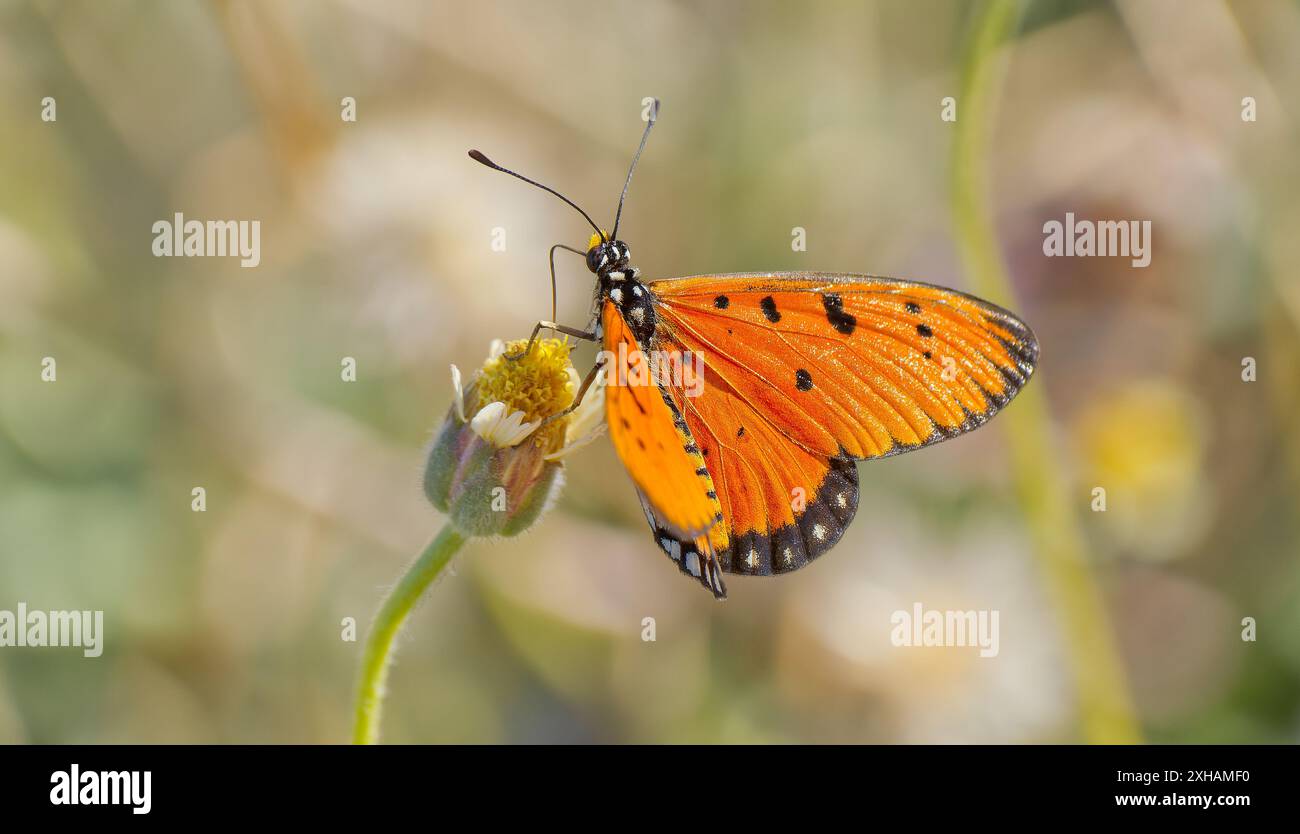 Tawny Coster (Acraea terpsicore) farfalla arroccata sulla testa di fiori morti al sole in prato bokeh background, Queensland, Australia Foto Stock