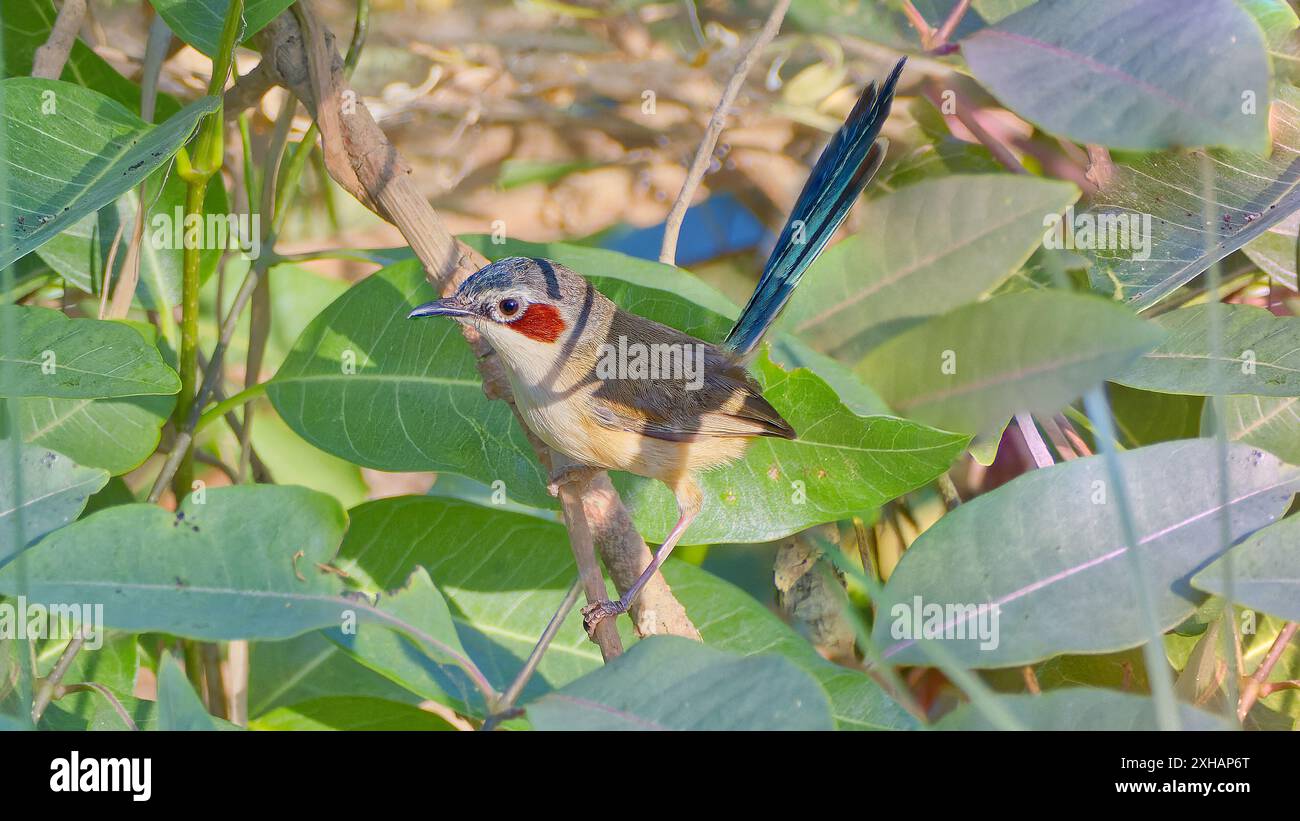 Femmina di Fairywren con corona viola (Malurus coronatus) in vegetazione verde al sole a Escott River, Burketown, Queensland, Australia Foto Stock