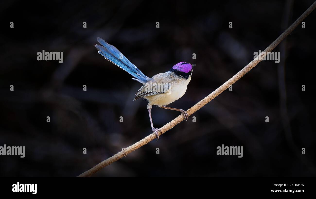 Maschio Fairywren con corona viola (Malurus coronatus) wren in colori di riproduzione coda blu su ramoscello, Escott River, Burketown, Queensland, Australia Foto Stock