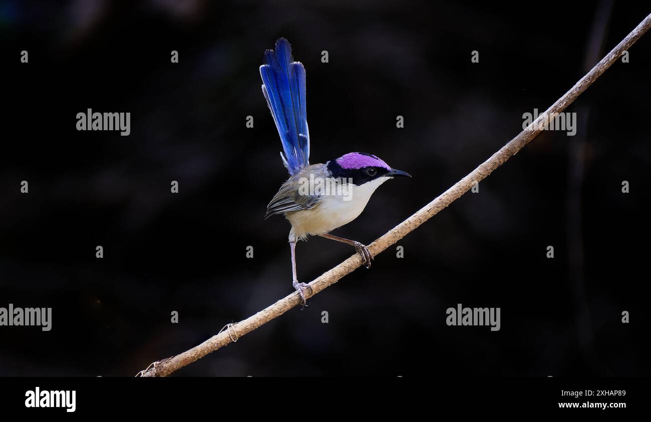 Maschio Fairywren con corona viola (Malurus coronatus) wren in colori di riproduzione coda blu su ramoscello, Escott River, Burketown, Queensland, Australia Foto Stock