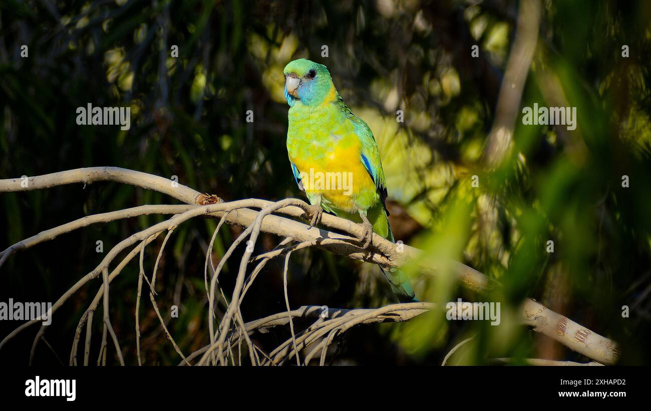 Pappagallo australiano multicolore (Barnardius zonarius sottospecie macgillivrayi) arroccato su un albero a Cloncurry, Queensland, Australia Foto Stock