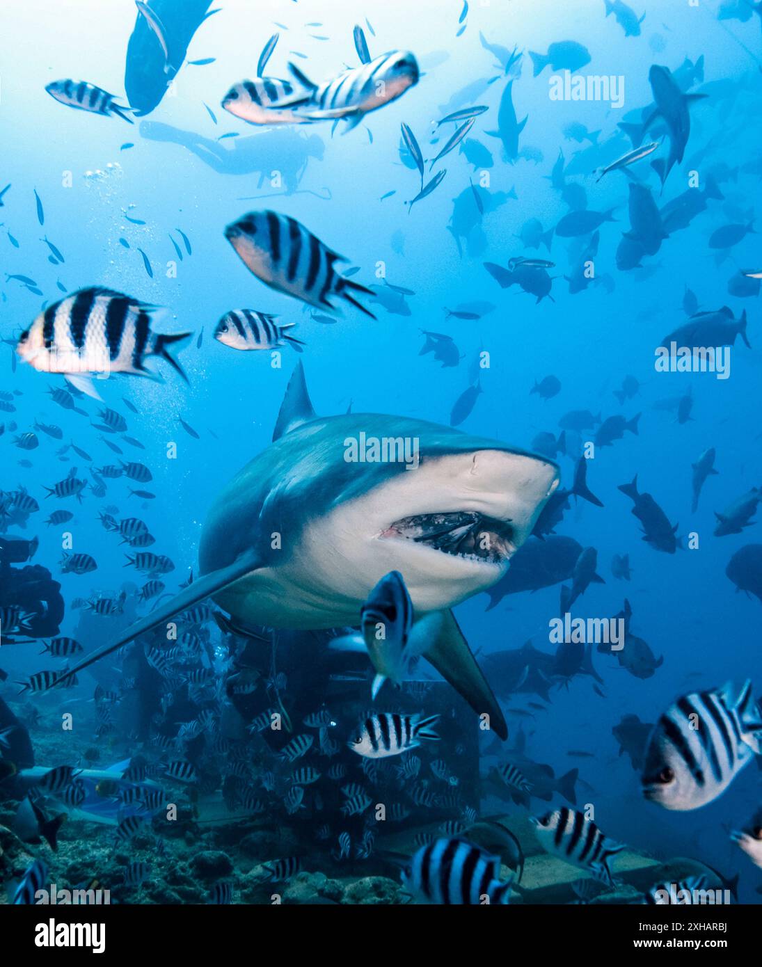 Squalo bull, Carcharhinus leucas, Laguna di Beqa, Figi, Oceano Pacifico meridionale Foto Stock
