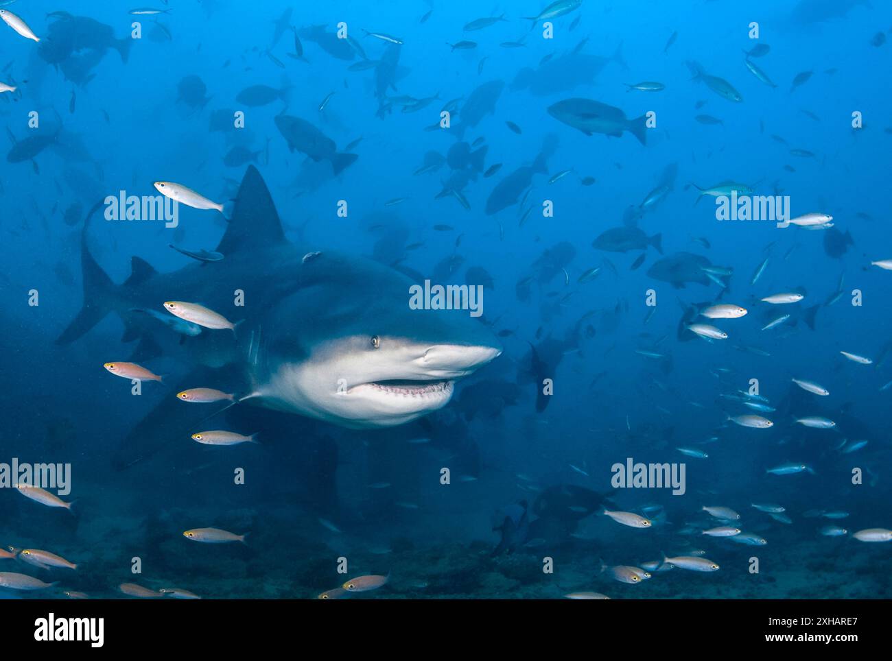 Squalo bull, Carcharhinus leucas, Laguna di Beqa, Figi, Oceano Pacifico meridionale Foto Stock
