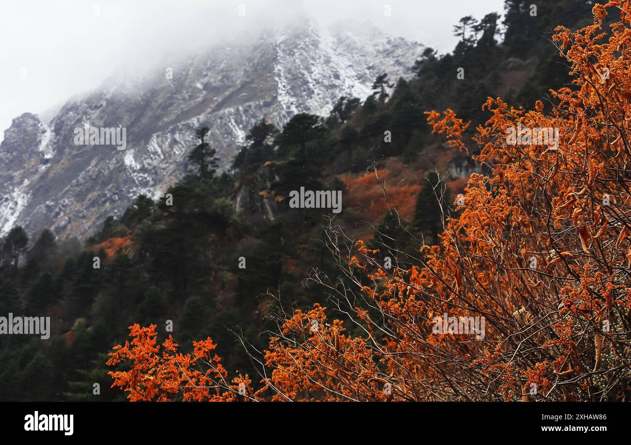 nuvole e nebbia coprono il paesaggio di montagna panoramico, il panorama dell'himalaya innevato e la foresta alpina nel sikkim settentrionale, avventura in viaggio in india Foto Stock