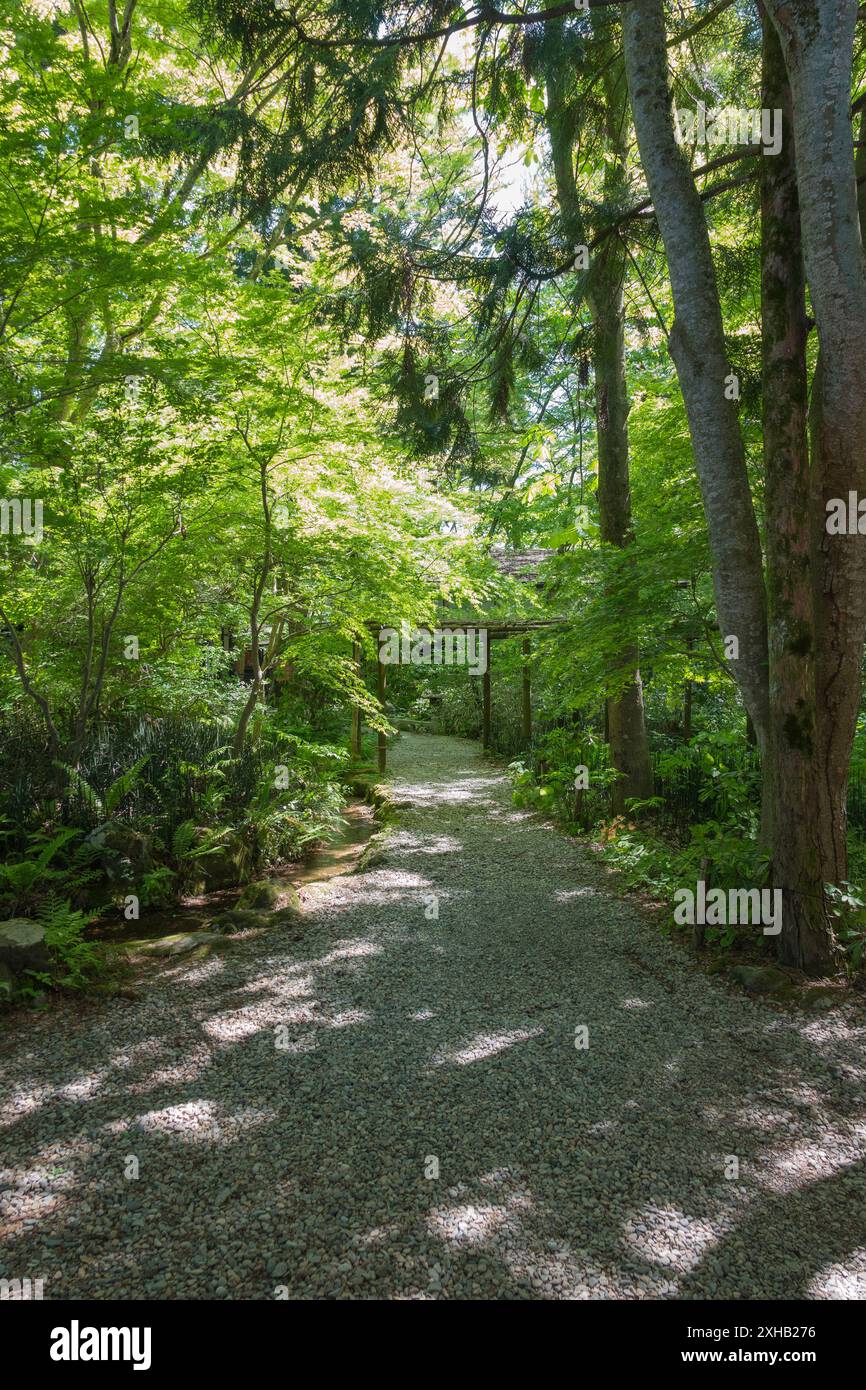 Una passeggiata attraverso Samurai Street a Kakunodate: Abbracciando la storia vibrante e la bellezza serena di una luminosa e soleggiata giornata primaverile tra i ciliegi in fiore Foto Stock