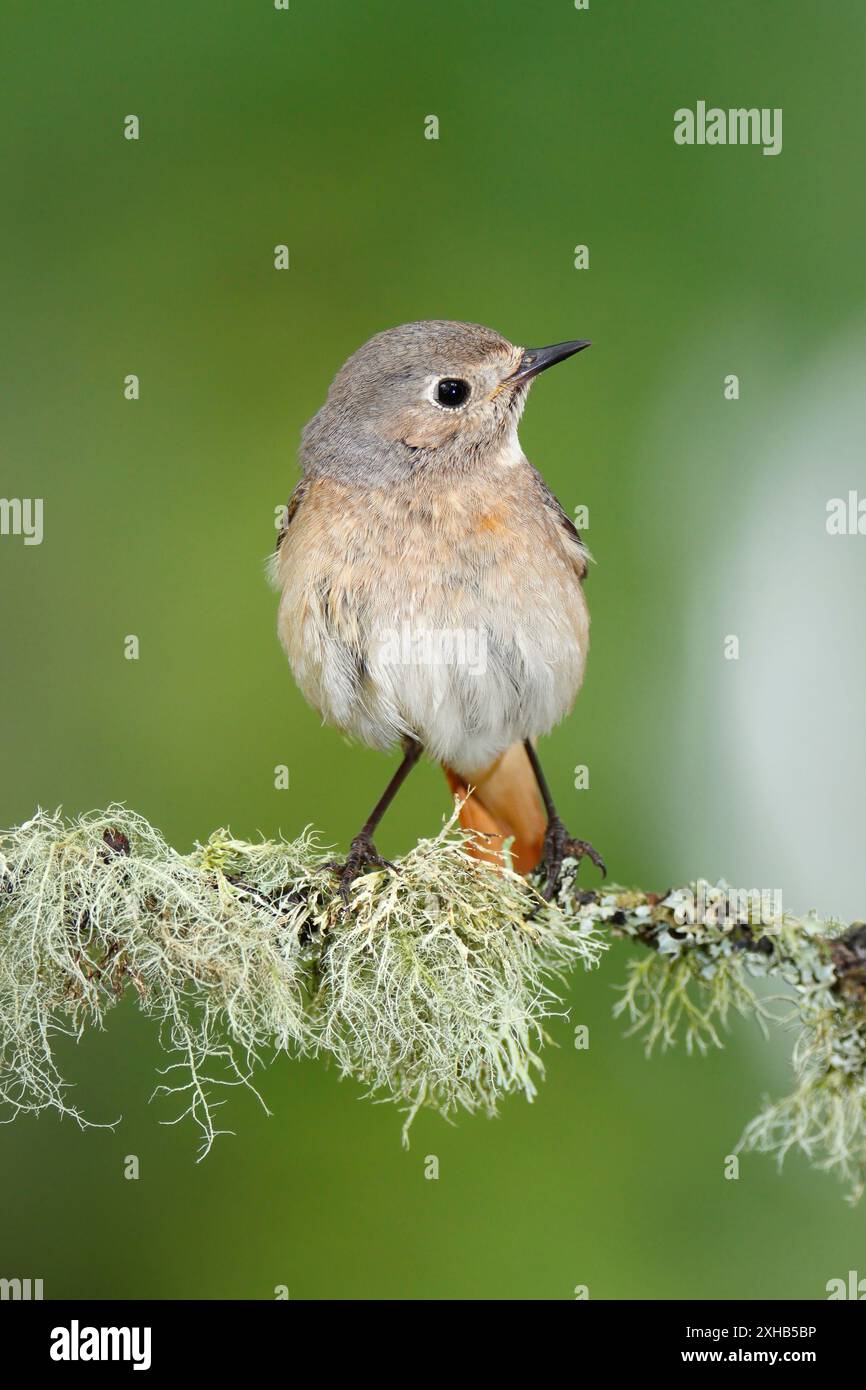 REDSTART (Phoenicurus phoenicurus) femmina, appollaiata su un ramo coperto di lichene, Regno Unito Foto Stock