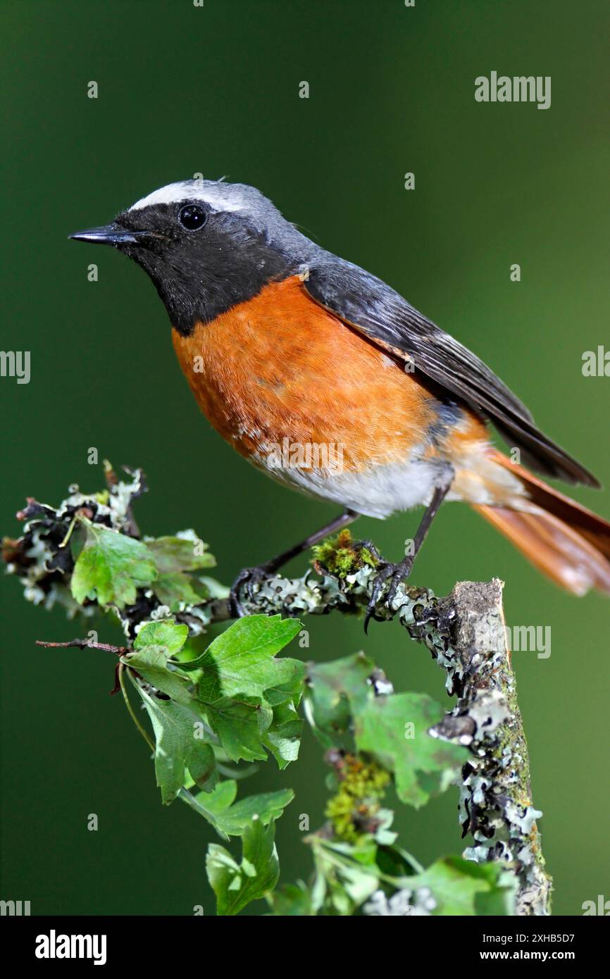 REDSTART, maschio, Regno Unito. Foto Stock