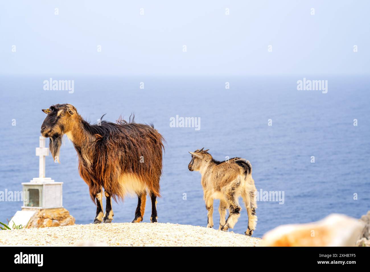Capre, spiaggia di Seitan Limania, isola di Creta, Grecia Foto Stock