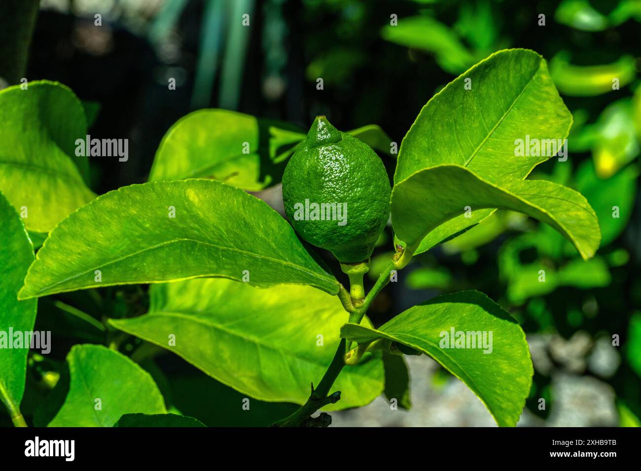 Limone verde a agrumi (Citrus Lemon) di origine Bangladesh Foto Stock