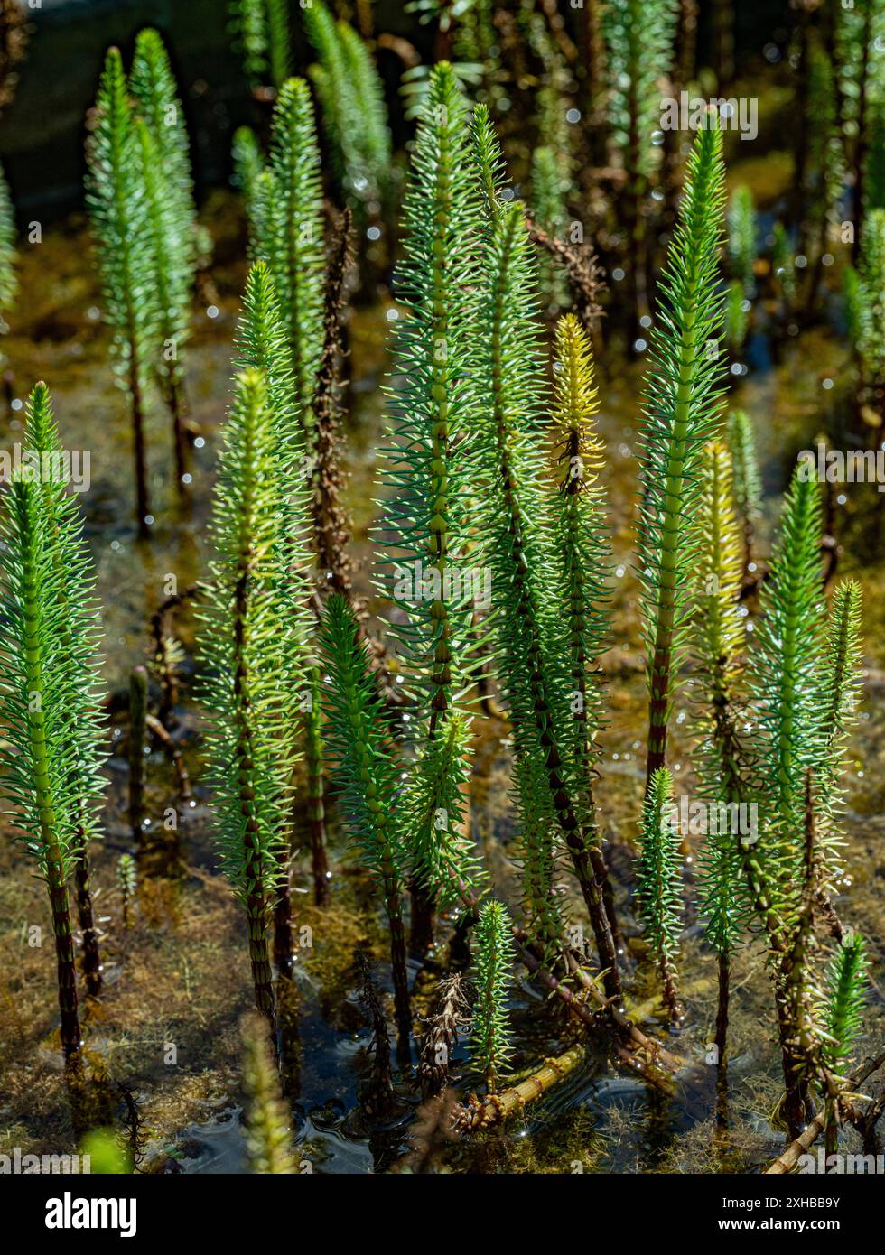 Hippuris vulgaris - la coda di mare comune cresce nello stagno in primavera. Foto Stock