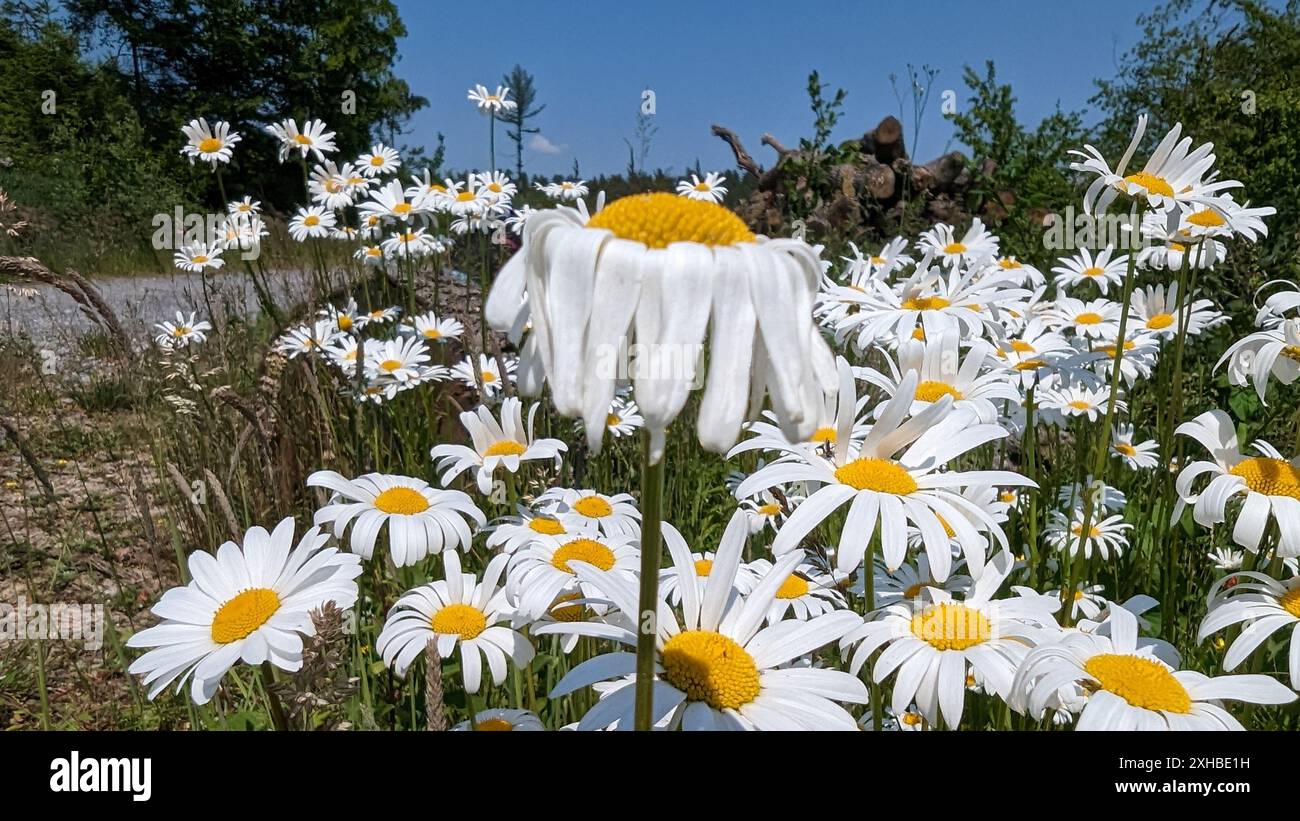 Margherite bianche in un prato in Baviera, Germania Foto Stock