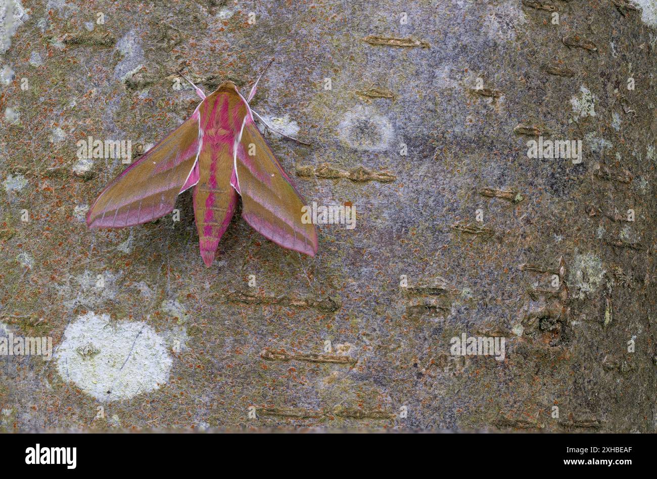 Elefante Hawk Moth Deilephila elpenor che riposa sulla corteccia degli alberi in un giardino del Norfolk settentrionale, Regno Unito Foto Stock