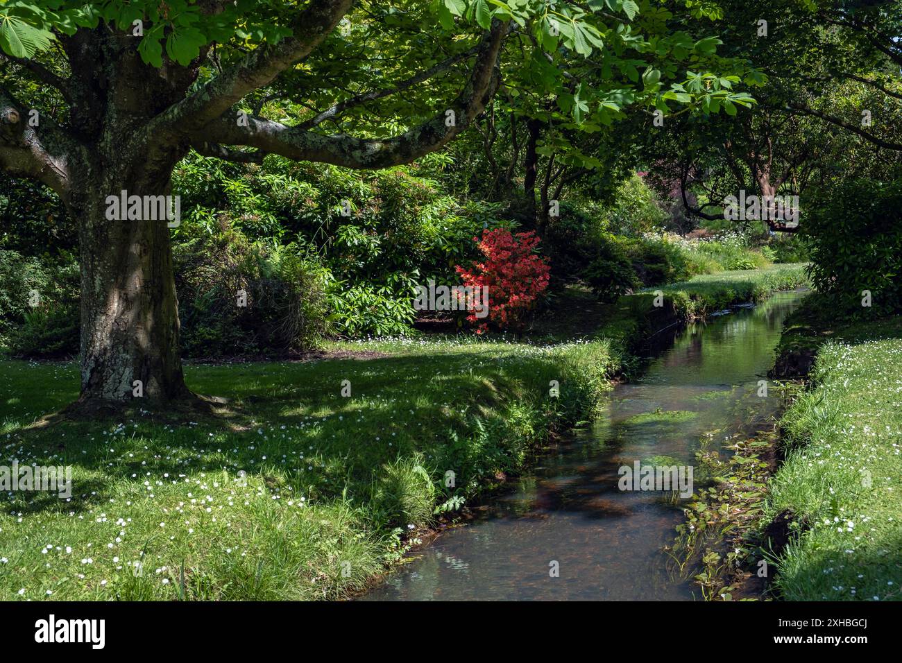 Il Bourne Stream nei Middle Gardens conduce ai Lower Gardens a Bournemouth Dorset, Inghilterra. Foto Stock