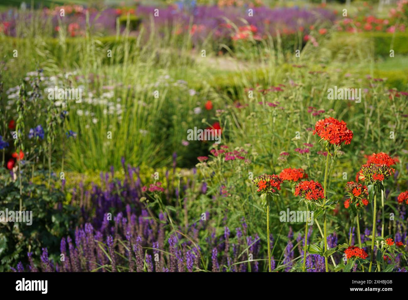 immagine di un fiore d'amore rosso in fiamme (silene chalcedonia) nel parco circostante Foto Stock