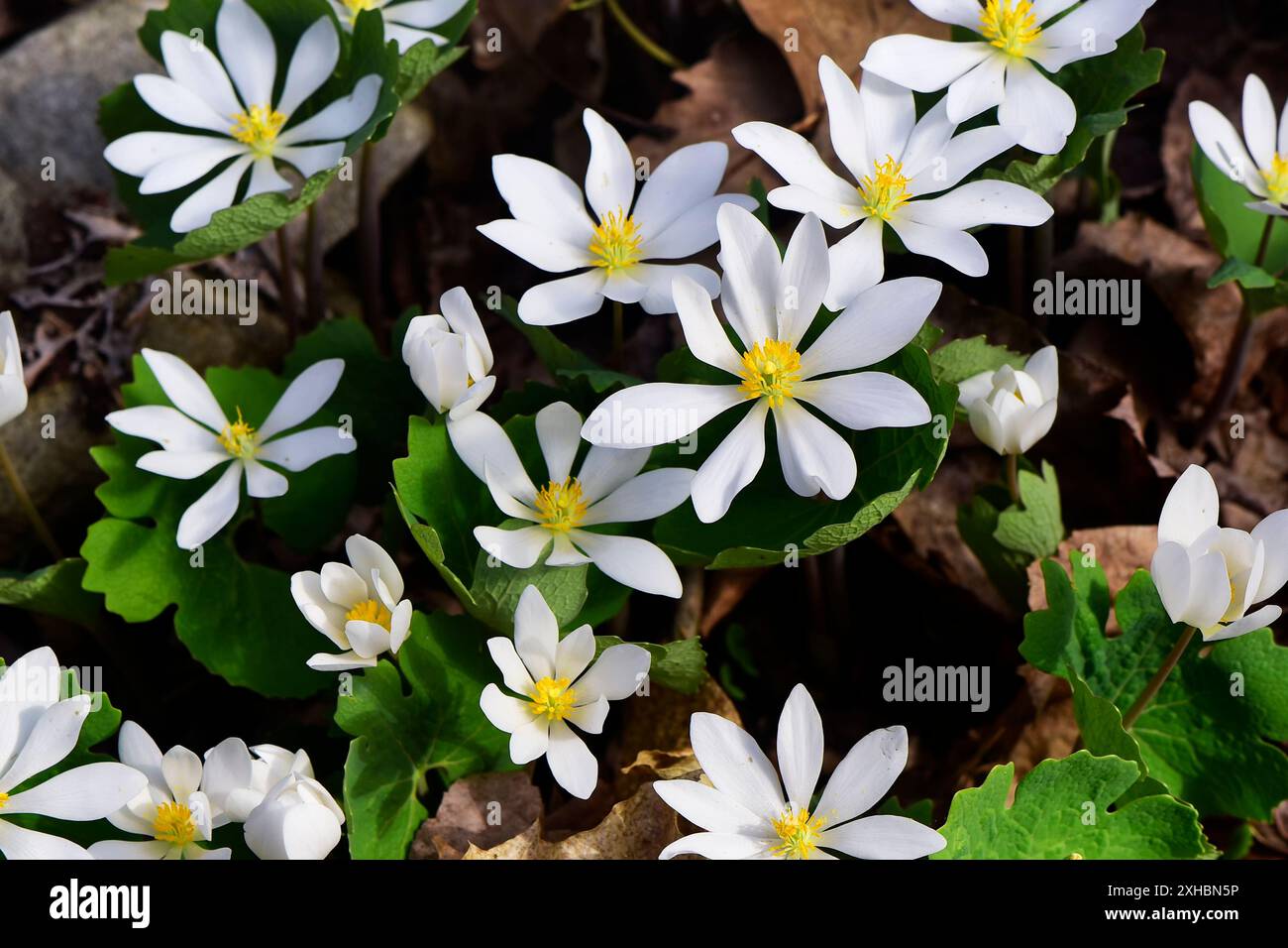 Una porzione di radice di sangue, Sanguinaria canadensis, fiorita in primavera nella foresta statale di Topsmead a Litchfield, Connecticut. Foto Stock