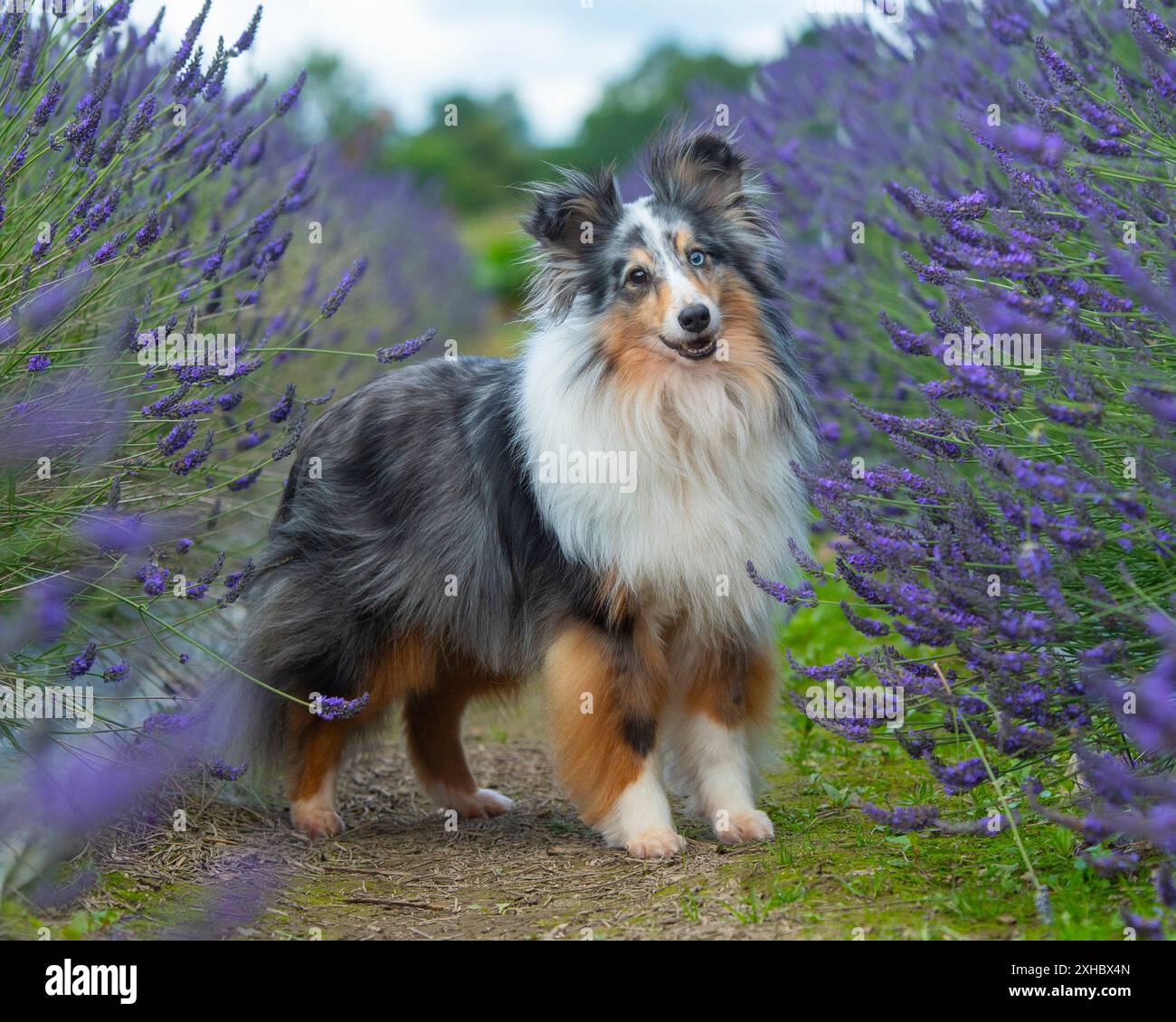 Shetland Sheepdog in piedi tra la lavanda Foto Stock