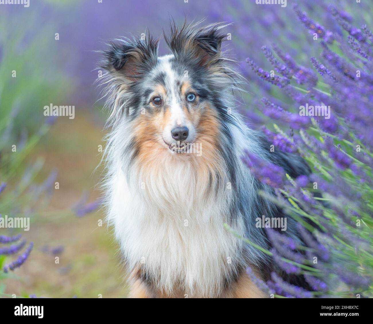 Sheepdog Shetland Foto Stock