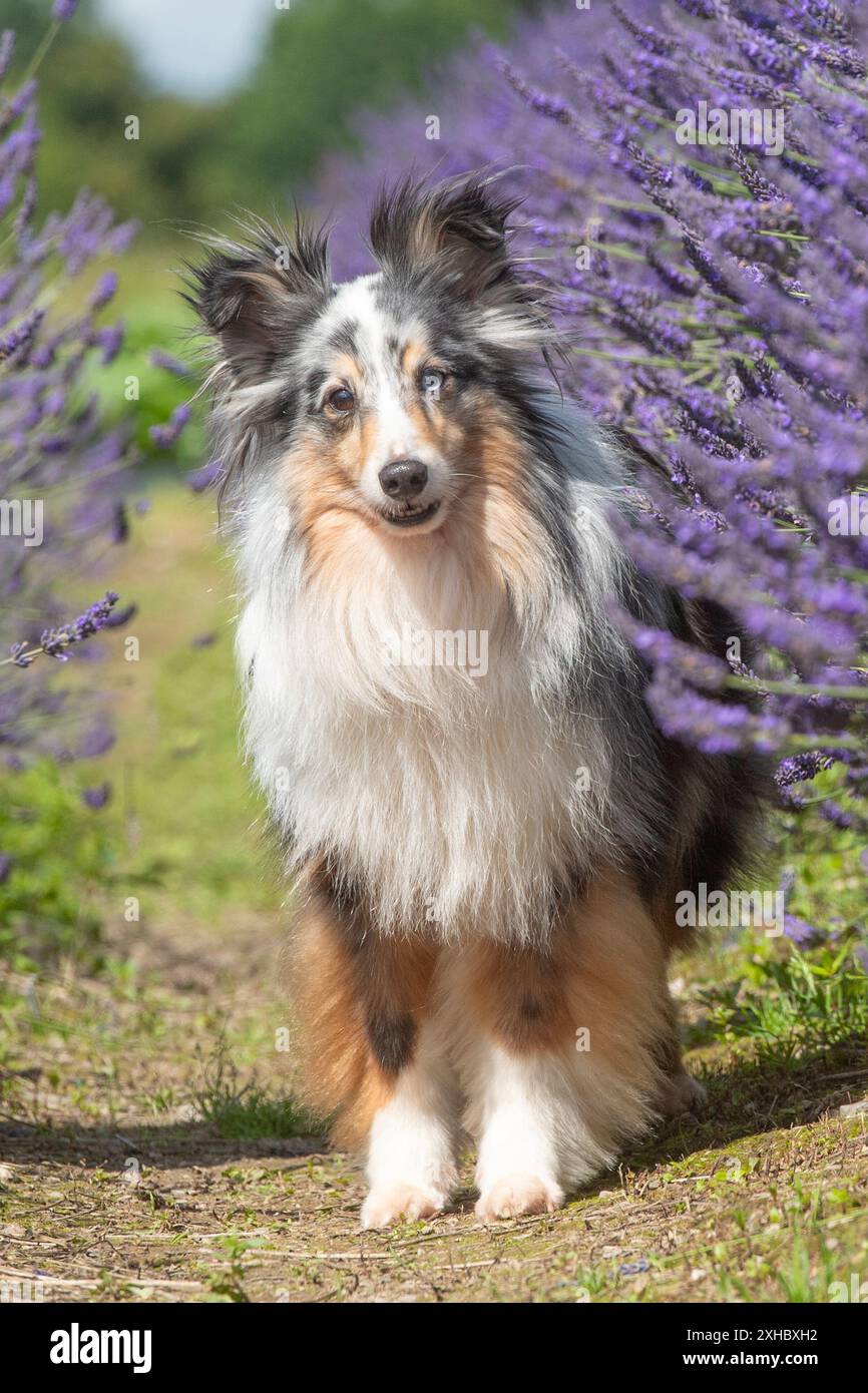 Sheepdog Shetland Foto Stock