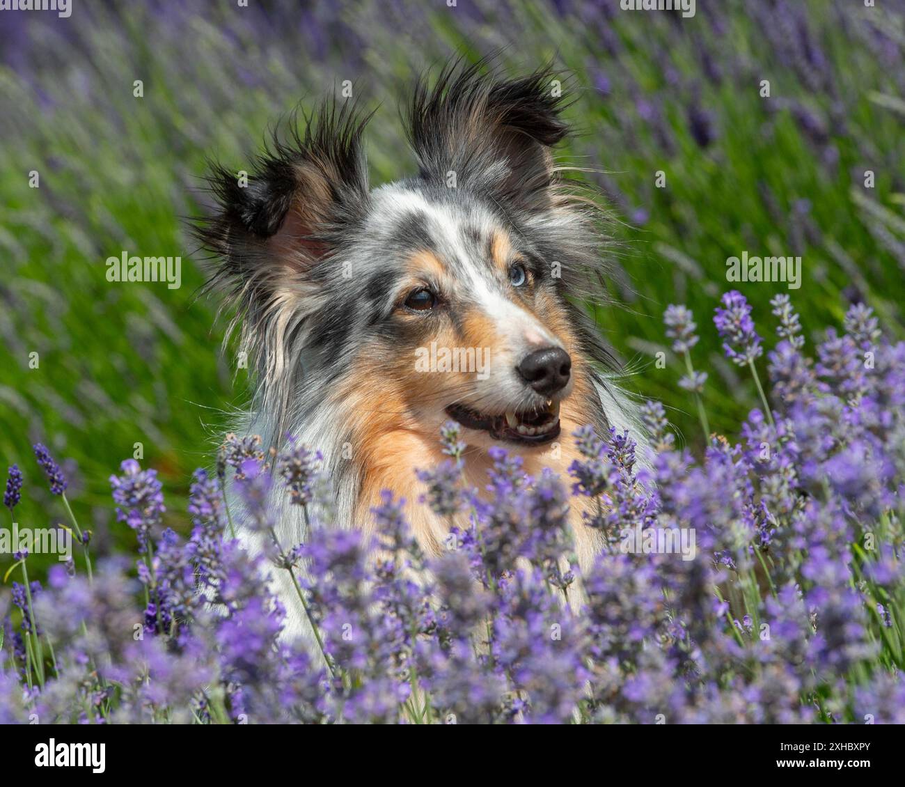 Sheepdog Shetland Foto Stock