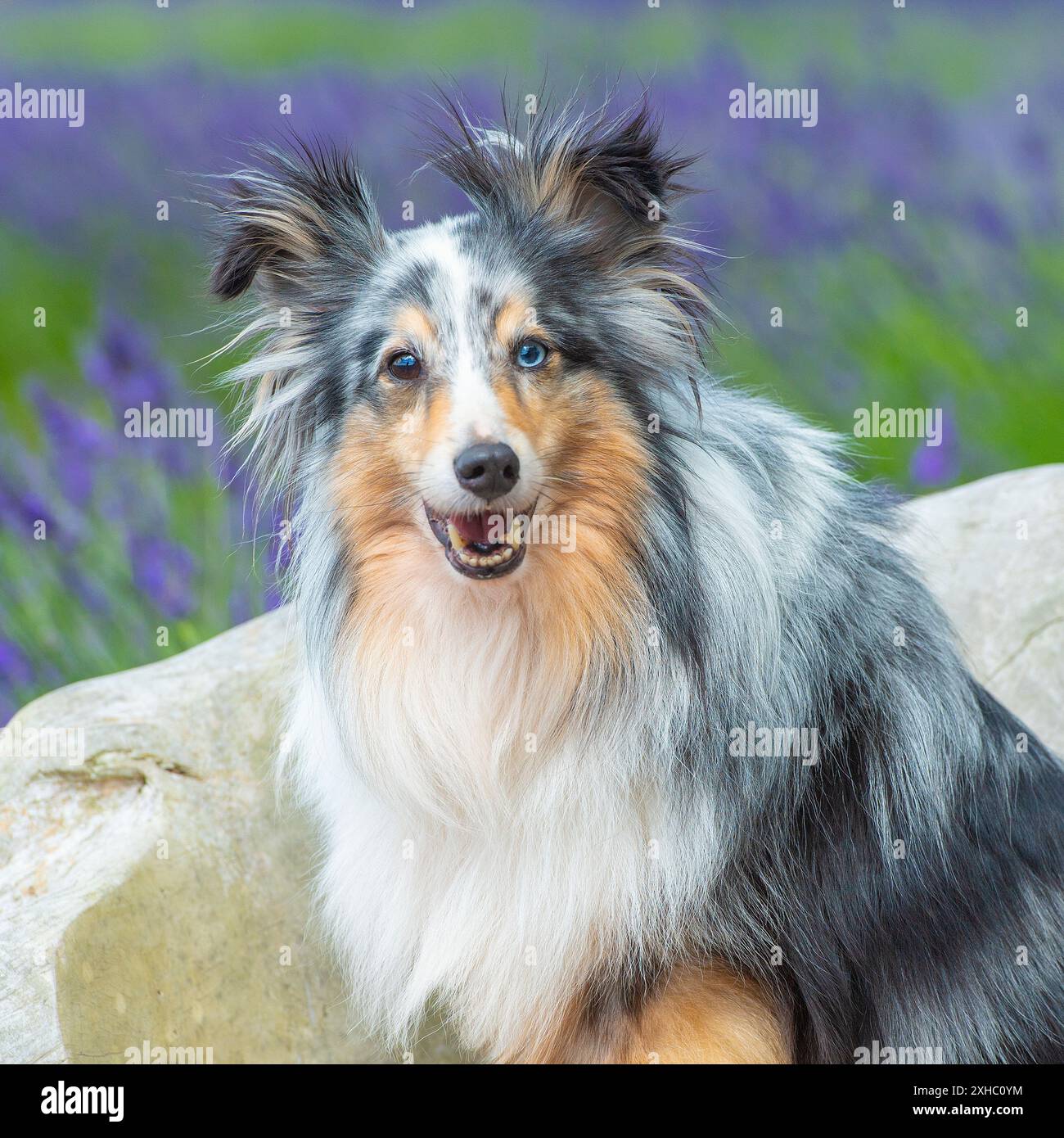 Sheepdog Shetland Foto Stock