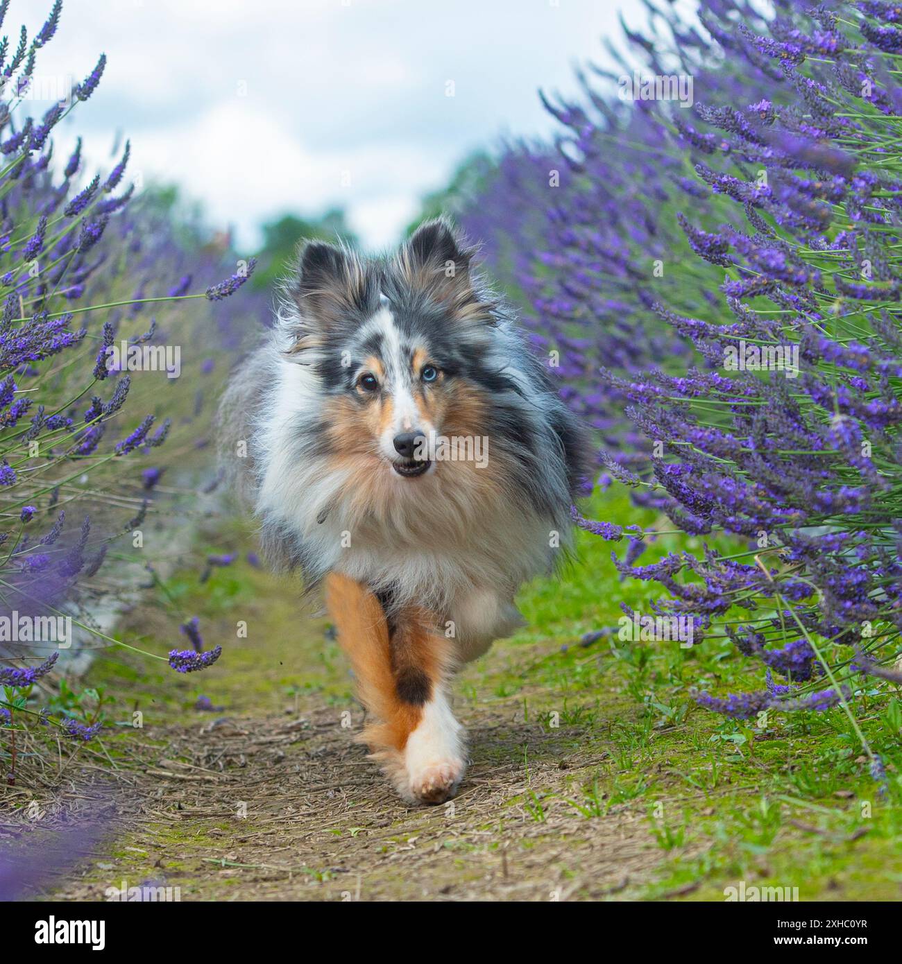 Sheepdog Shetland Foto Stock